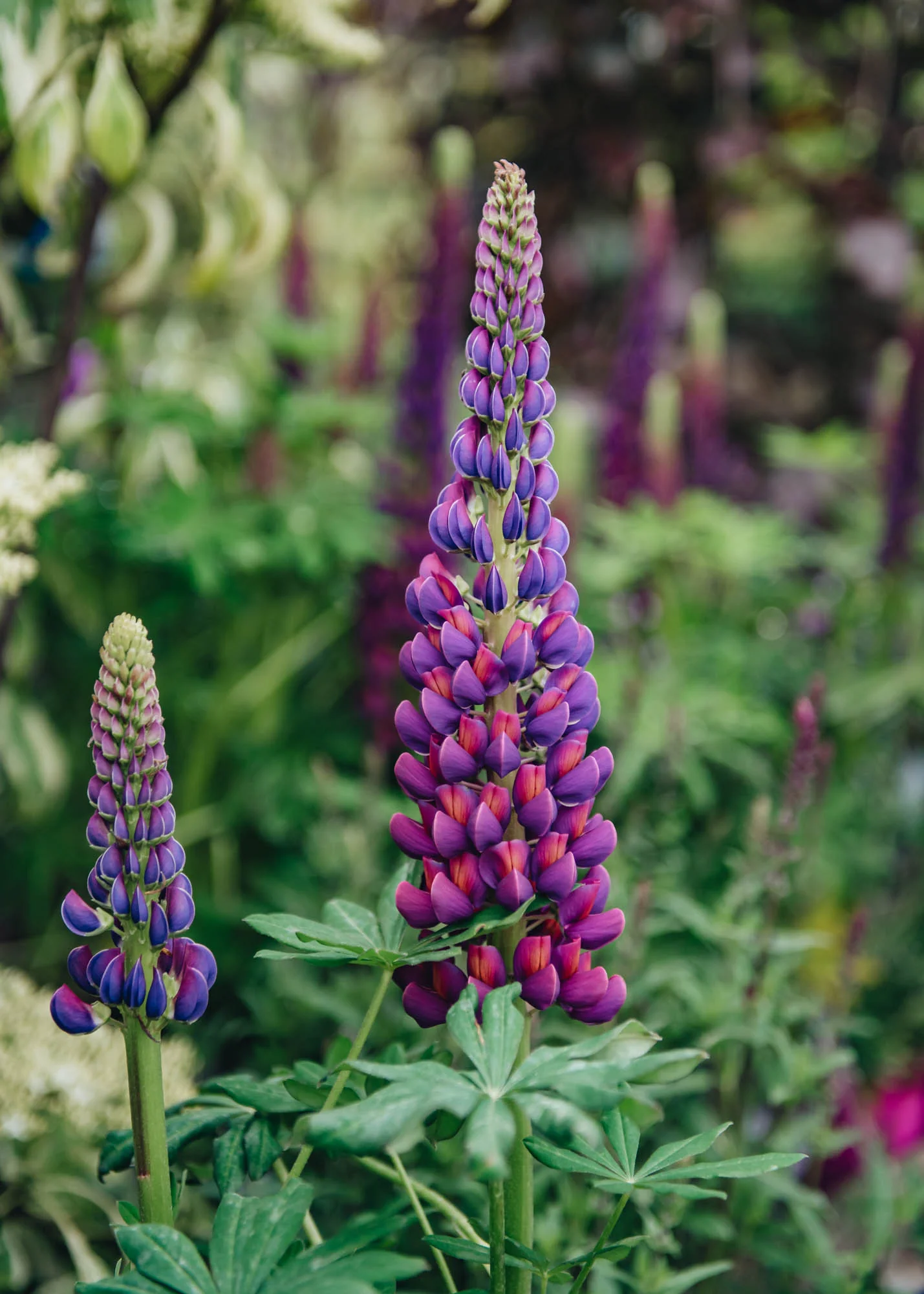 Lupin 'Masterpiece', 2L