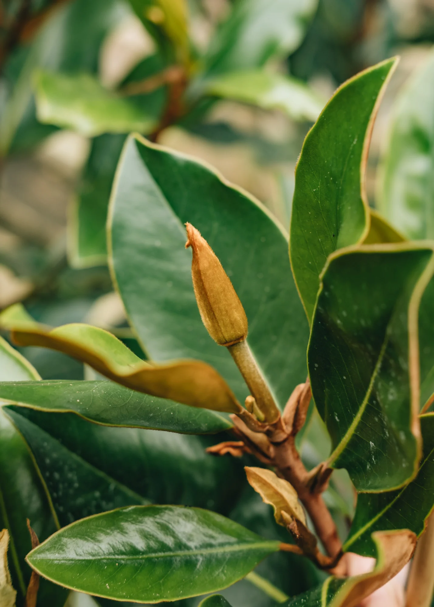 Magnolia grandiflora Little Gem, 3L - Image 2