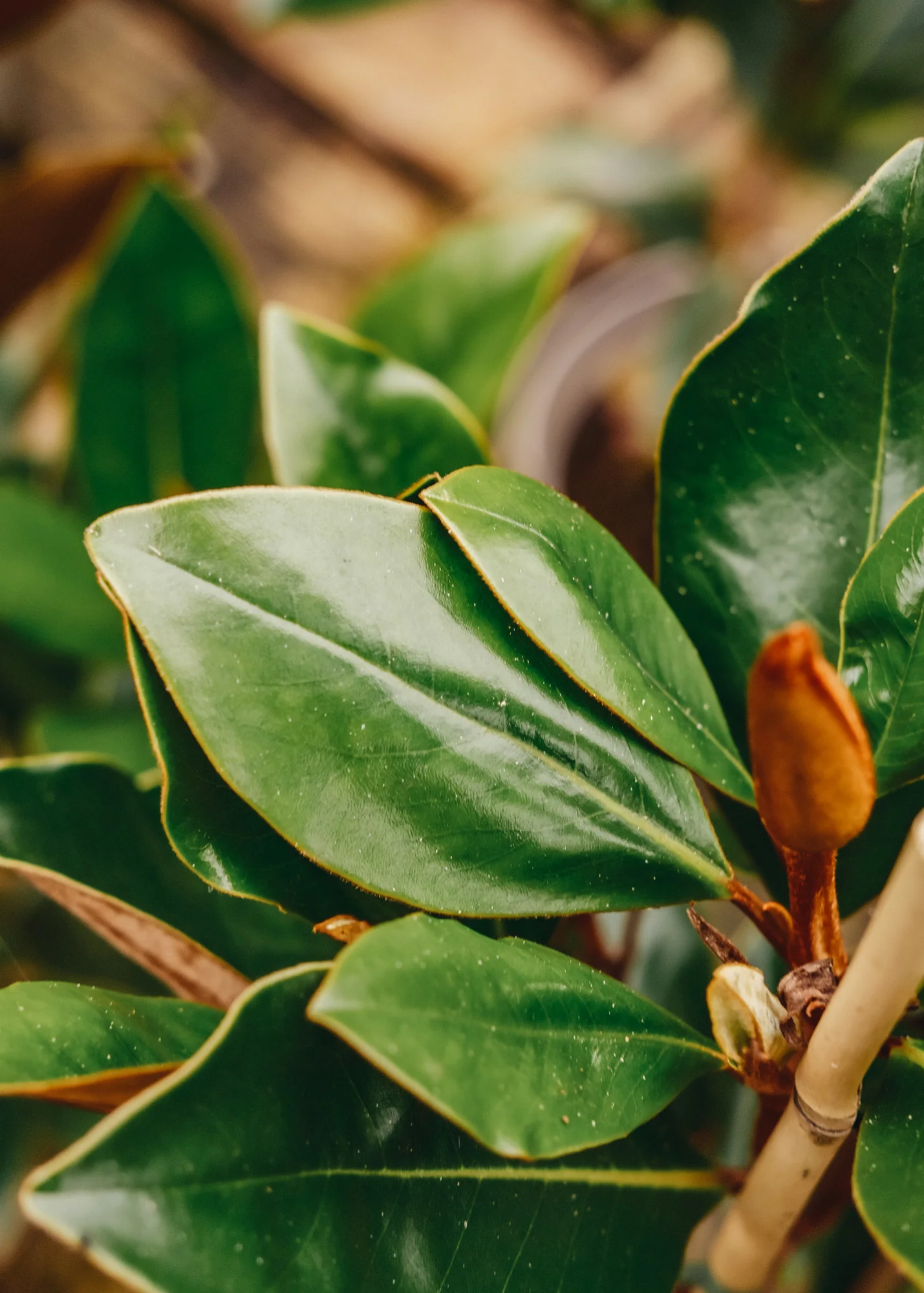 Magnolia grandiflora Little Gem, 3L