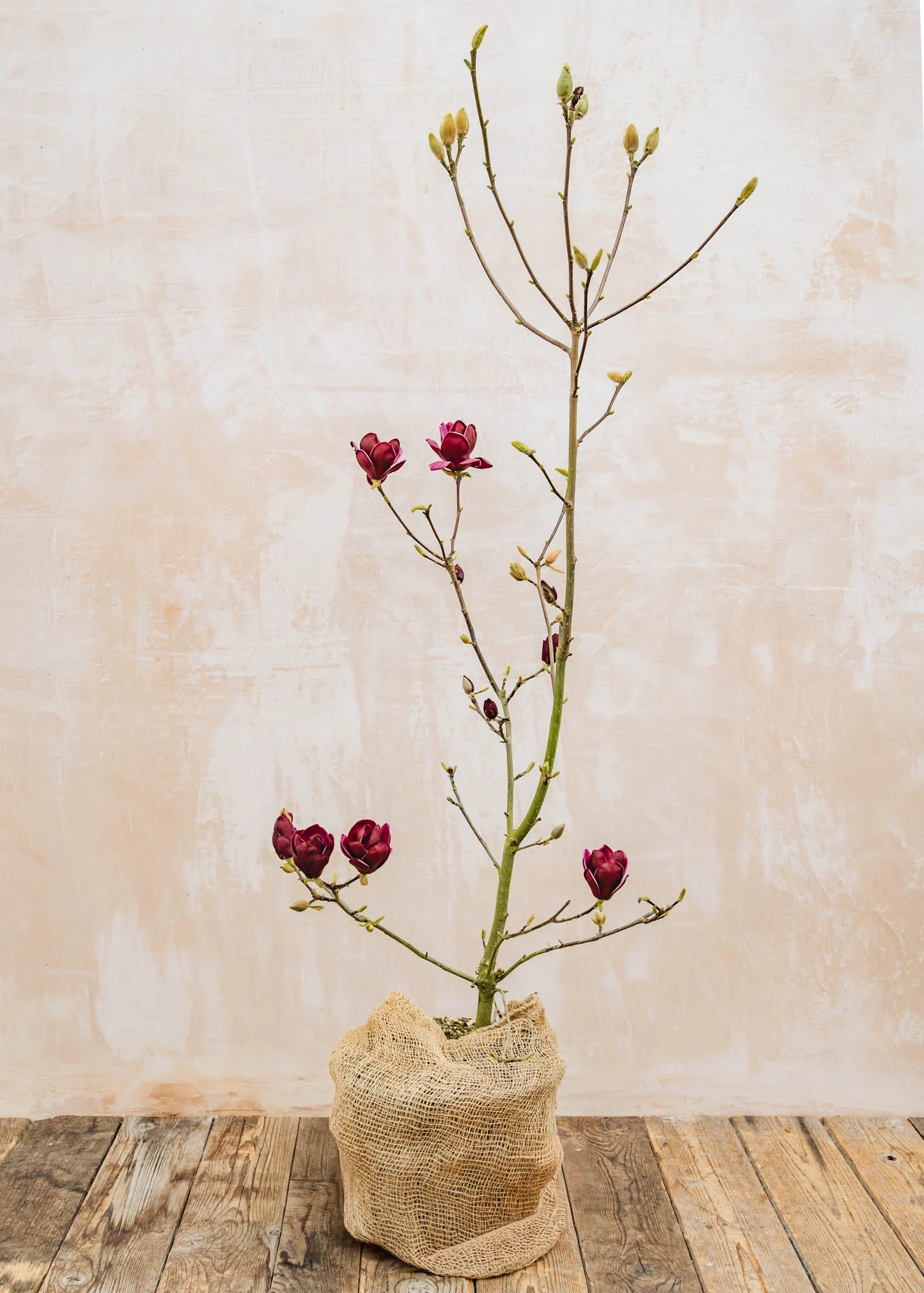Magnolia 'Genie', 12L - Image 3