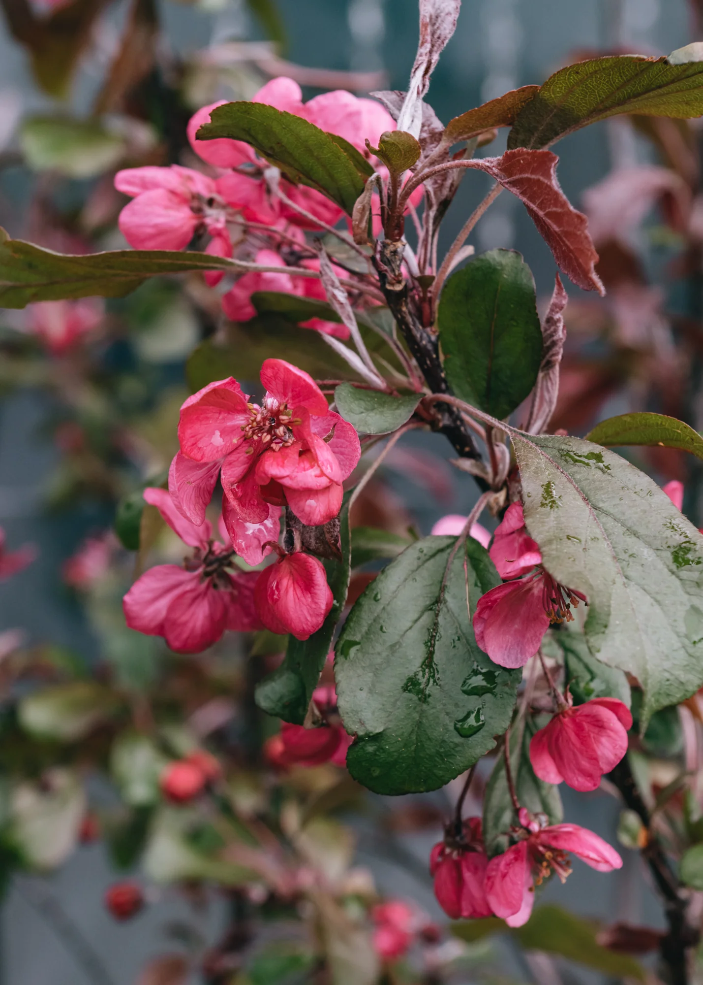 Malus (Crab Apple) toringo Aros, 12L