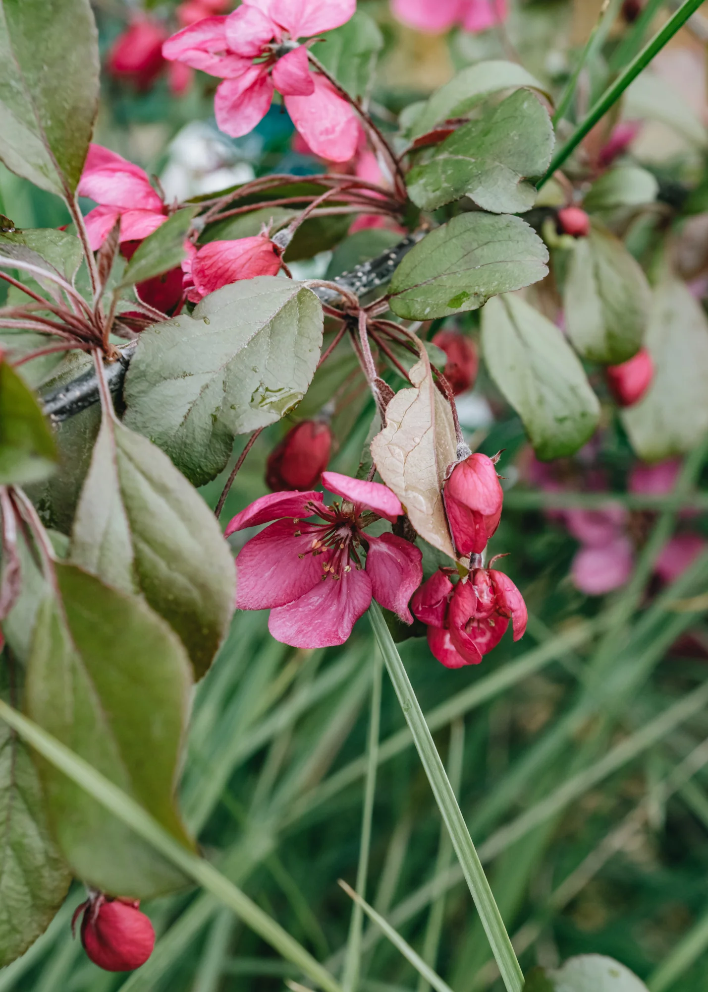 Malus (Crab Apple) Toringo Scarlett, 15L
