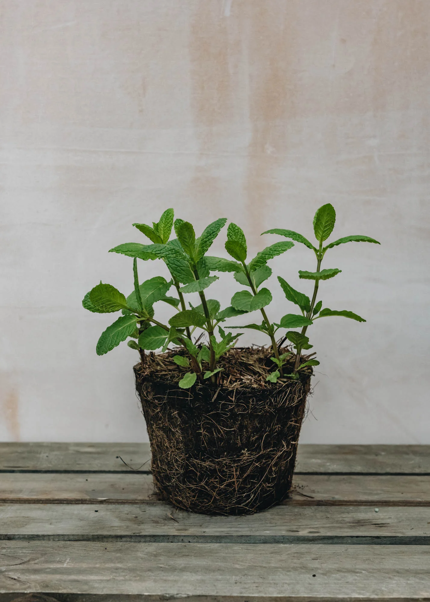 Mint 'Moroccan', 1L