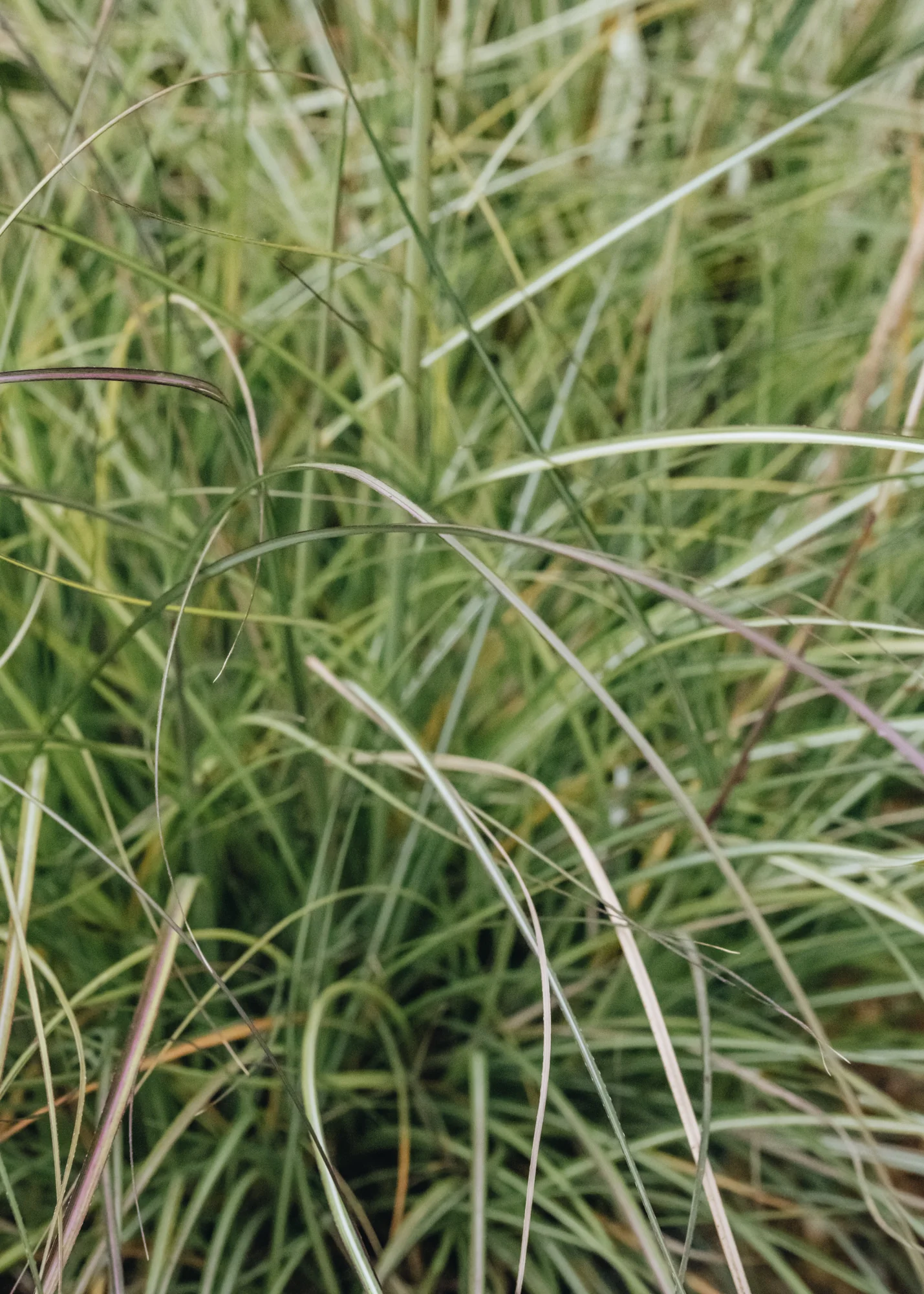 Miscanthus Adagio, 5L - Image 2