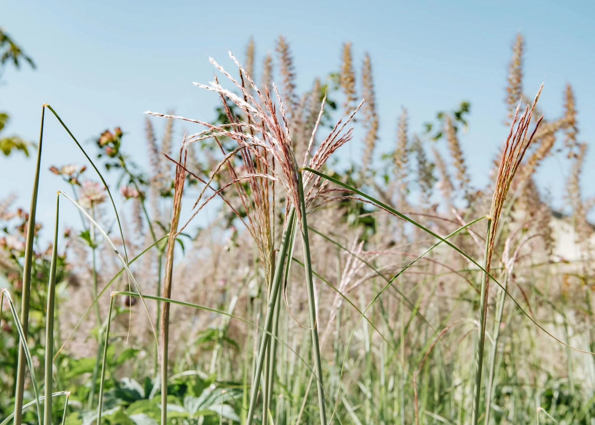 Miscanthus sinensis Flamingo AGM, 2/3L