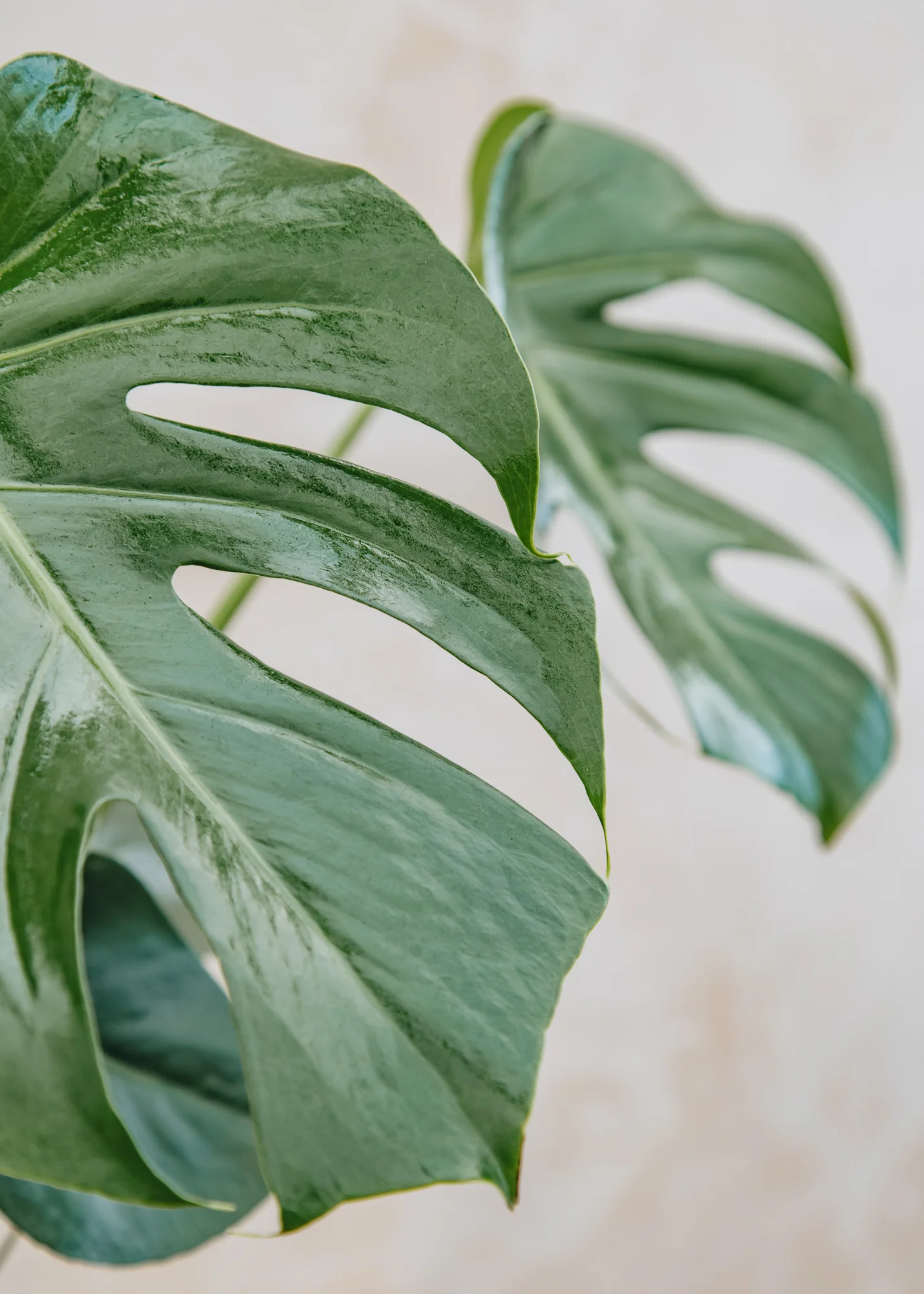 Monstera deliciosa, 21cm - Image 3