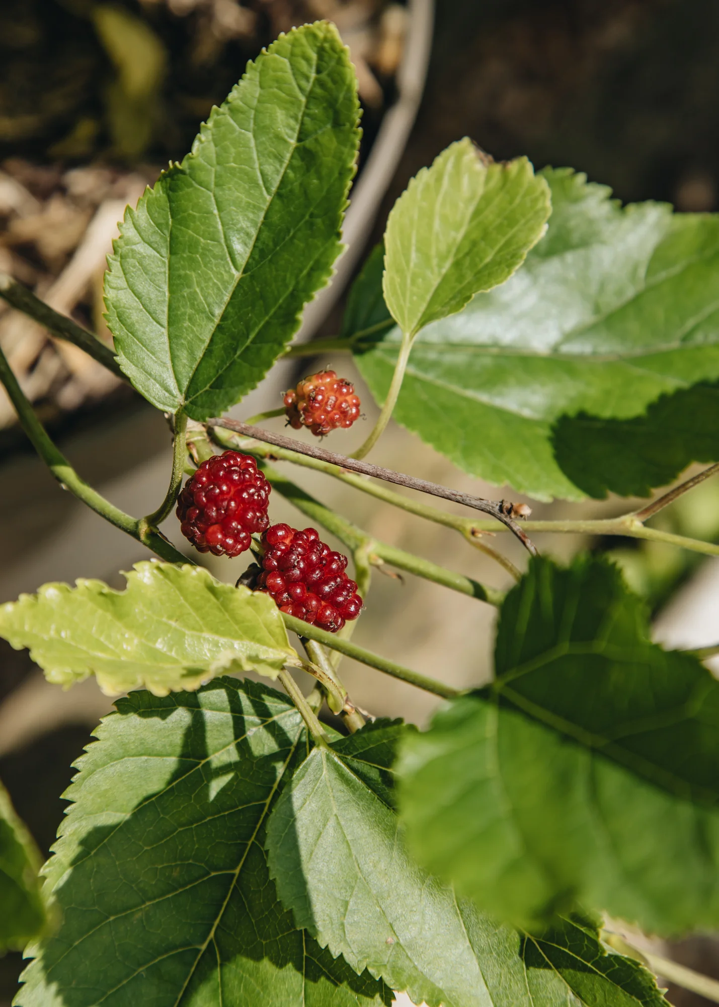 Mulberry morus 'Mojo Berry', 4L - Image 3