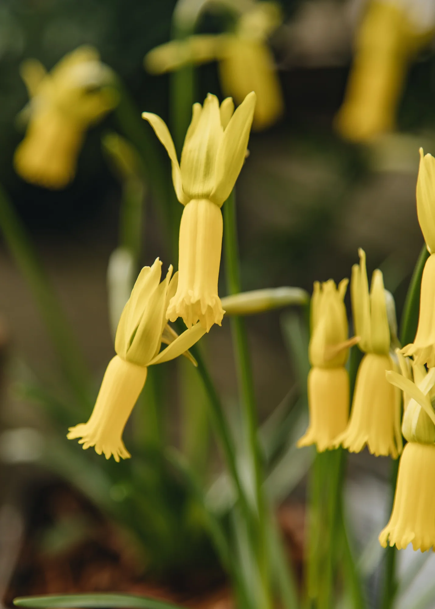 Narcissus cyclamineus, 9cm