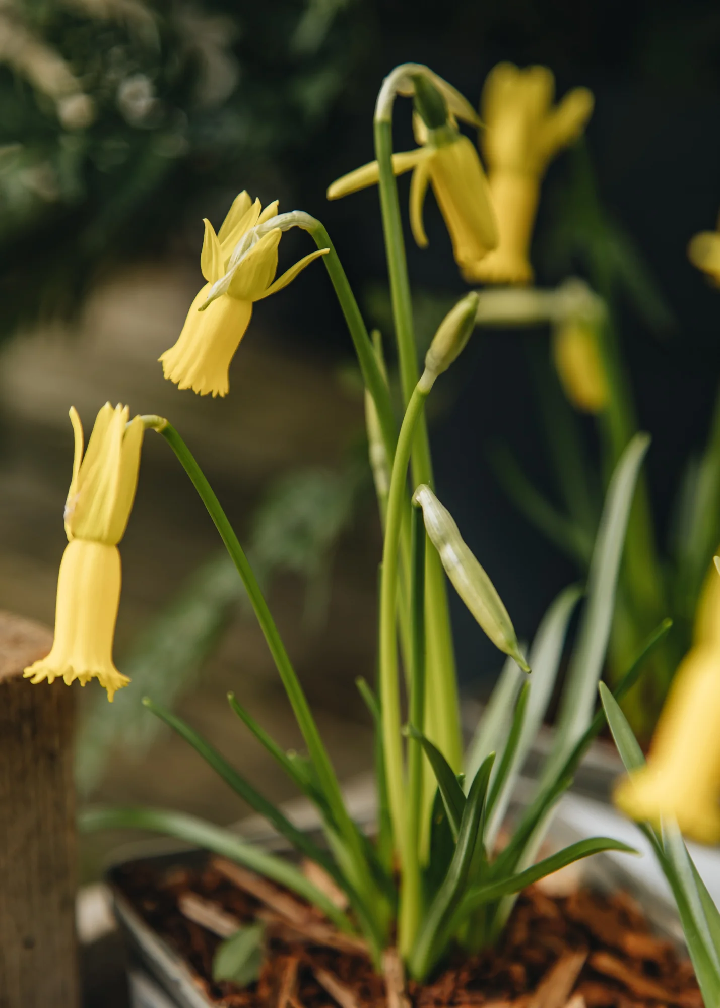 Narcissus cyclamineus, 9cm - Image 2