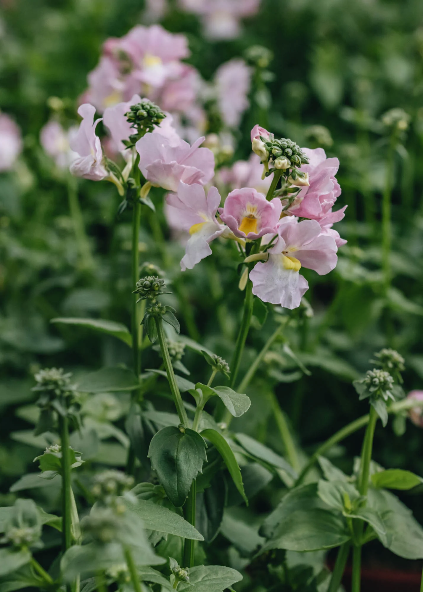 Nemesia 'Peaches 'n' Cream', 2/3L - Image 2