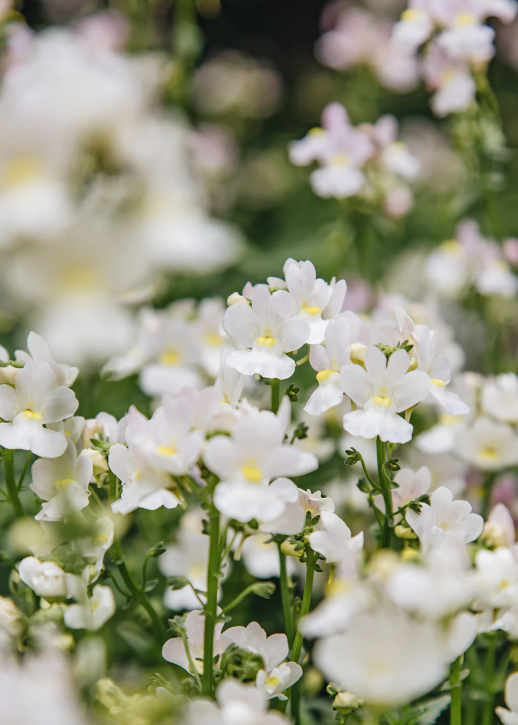 Nemesia 'Wisley Vanilla', 2/3L