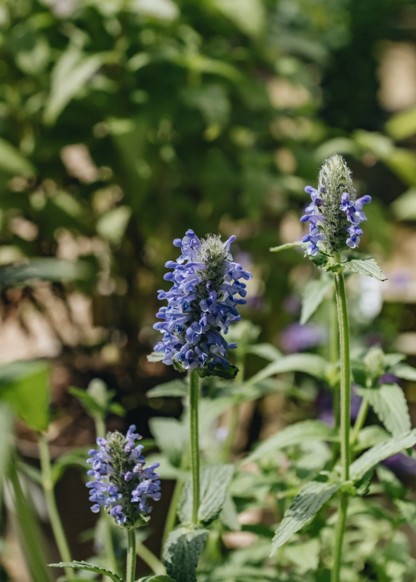 Nepeta nervosa Blue Moon, 2/3L