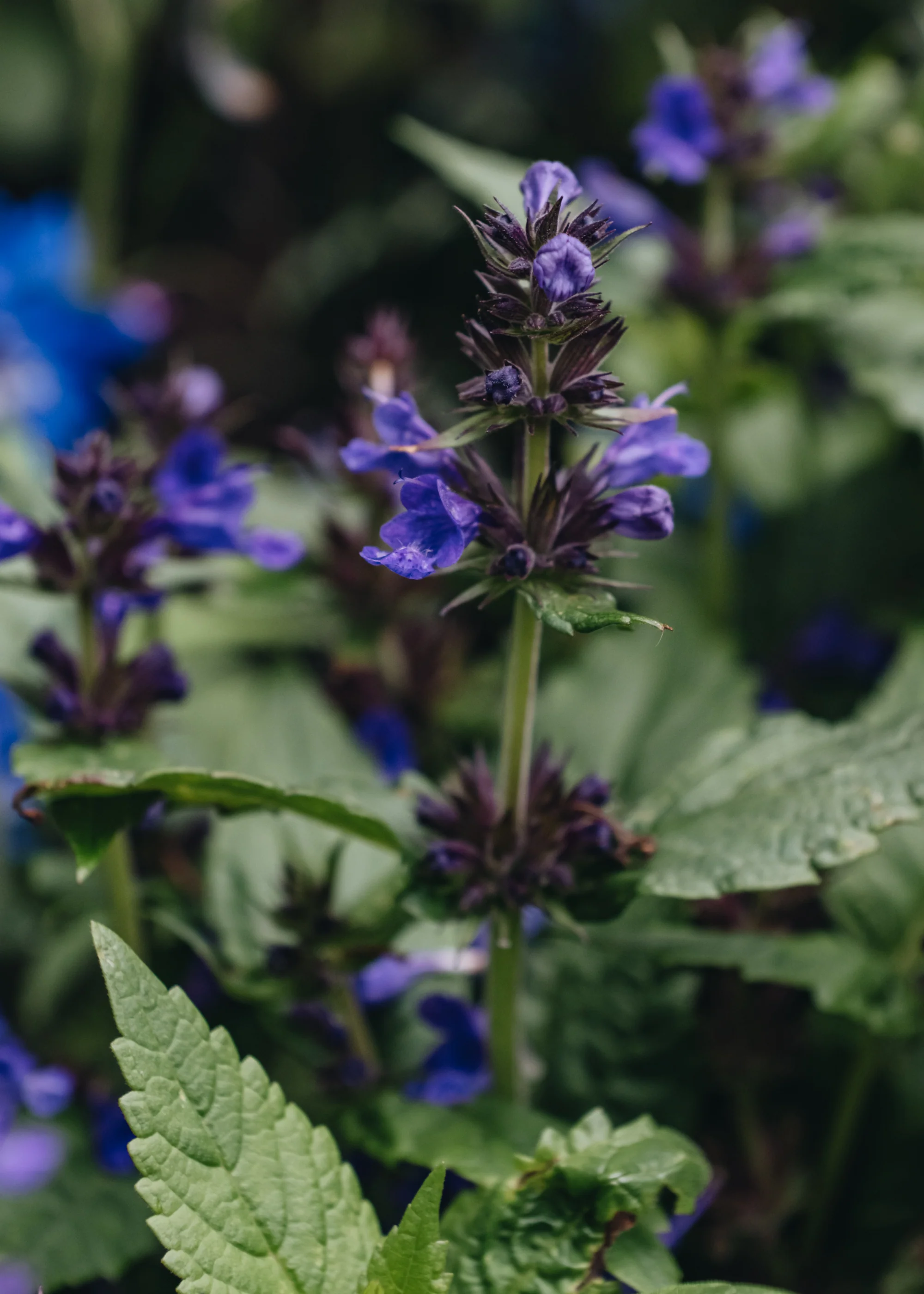 Nepeta Neptune, 3L - Image 2