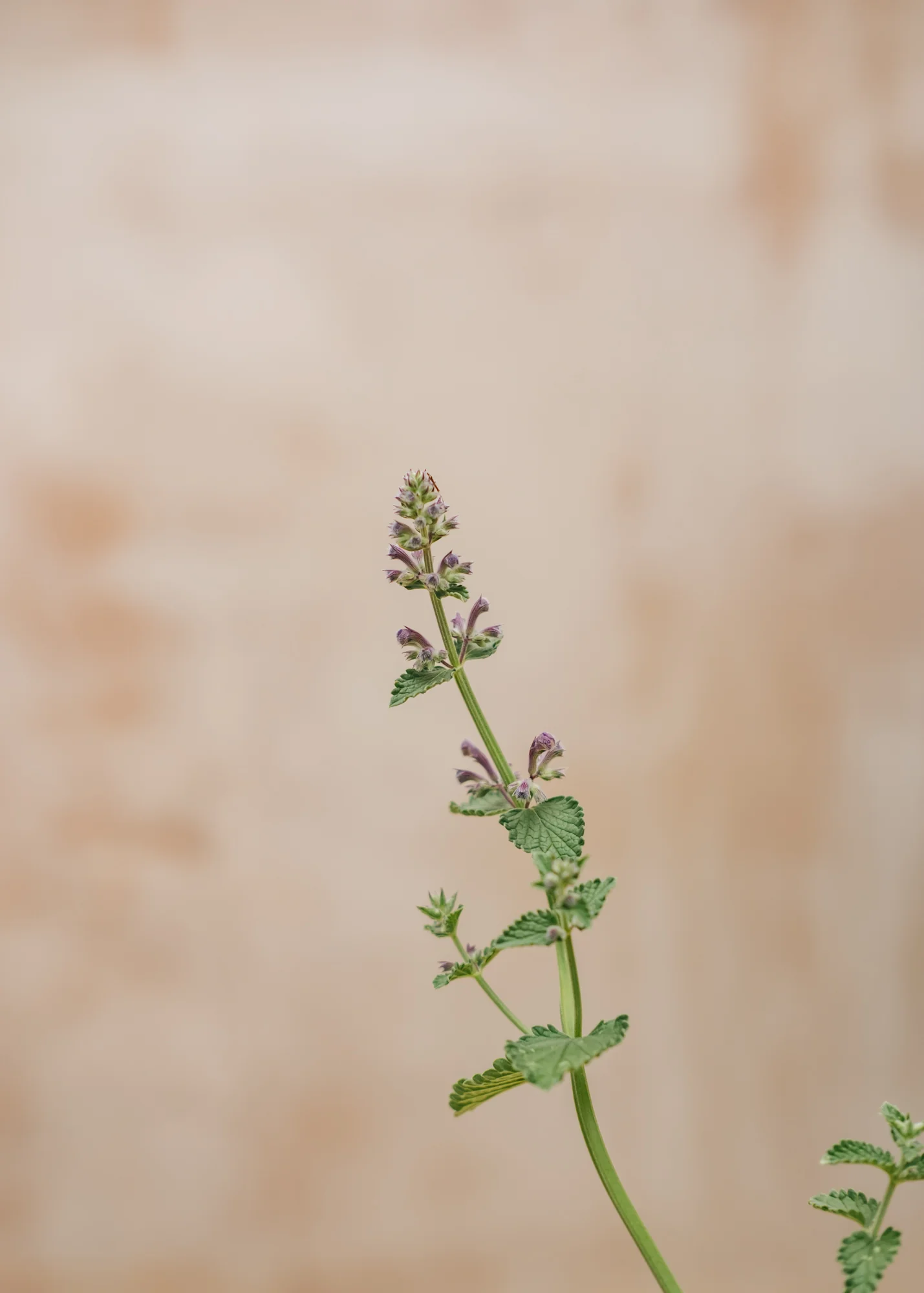 Nepeta 'Six Hills Giant', 1L - Image 4