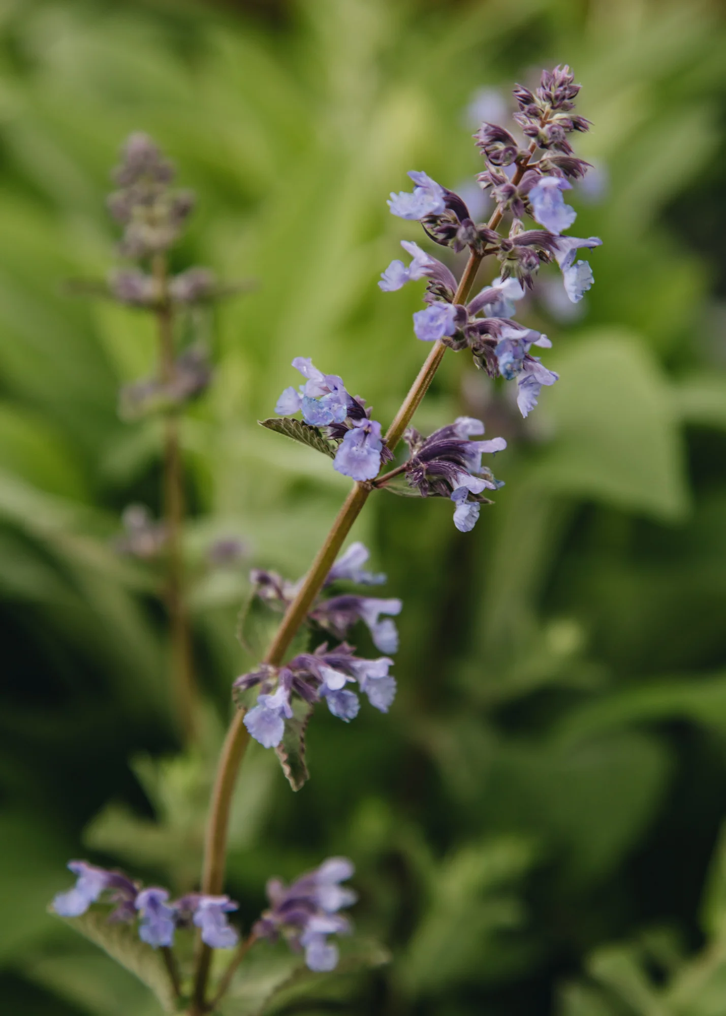 Nepeta 'Whispurr Blue', 2/3L