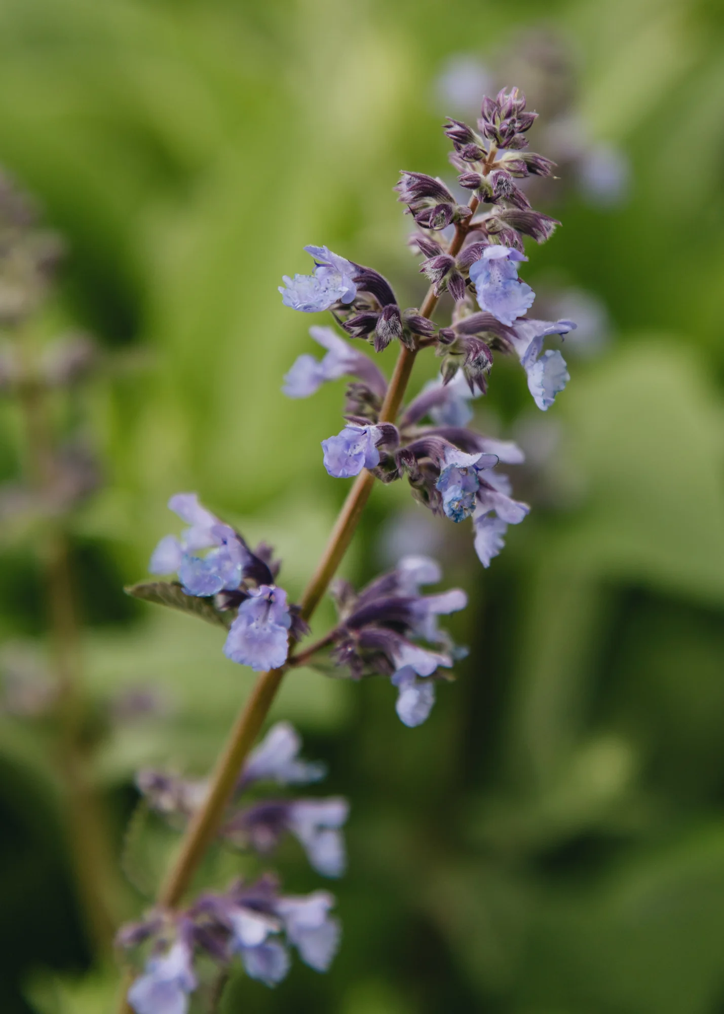 Nepeta 'Whispurr Blue', 2/3L - Image 2