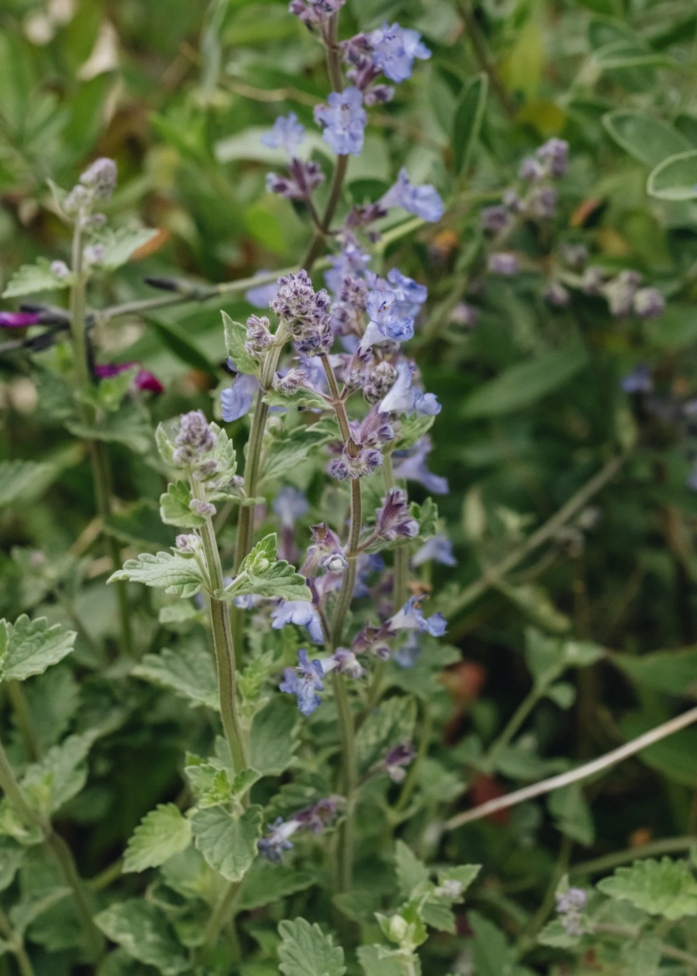 Nepeta x faassenii Kit Cat, 2/3L