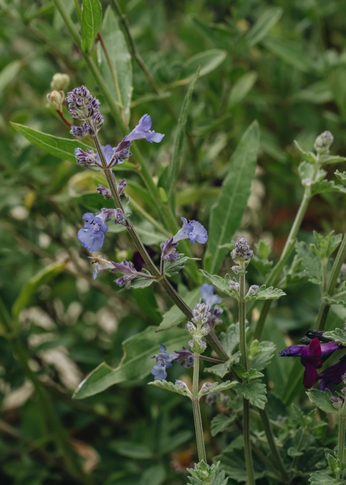 Nepeta x faassenii Kit Cat, 2/3L - Image 2