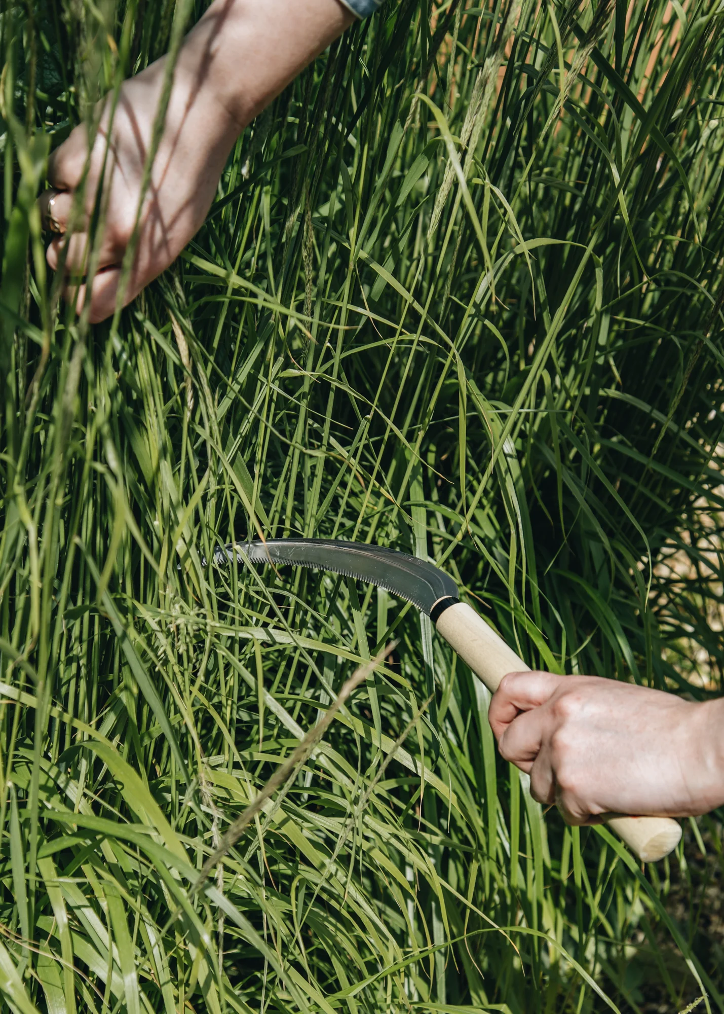 Herbaceous Sickle - Image 3