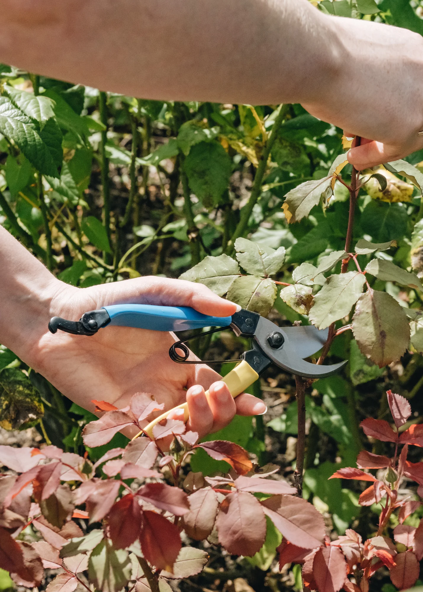 Left Handed Mainichi Secateurs - Image 3