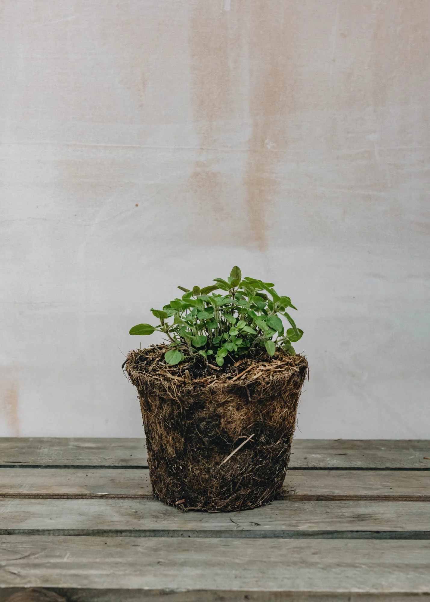 Oregano, 1L