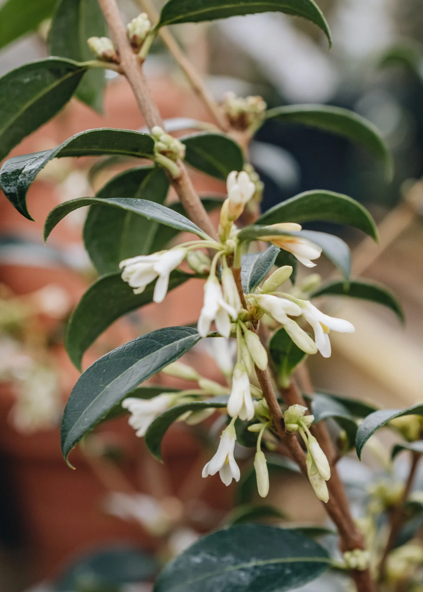 Osmanthus burkwoodii, 2/3L - Image 3
