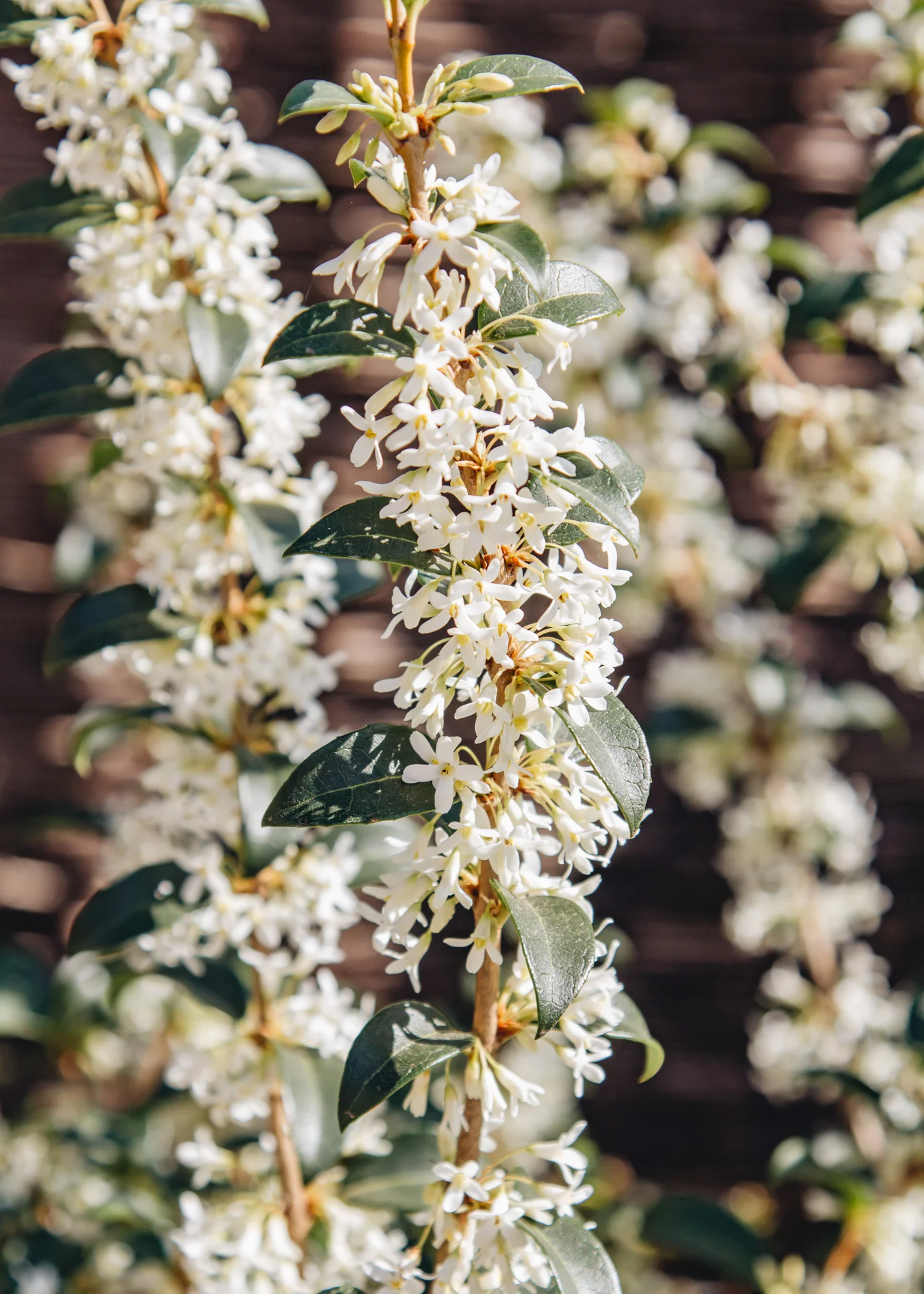 Osmanthus Burkwoodii, 3L