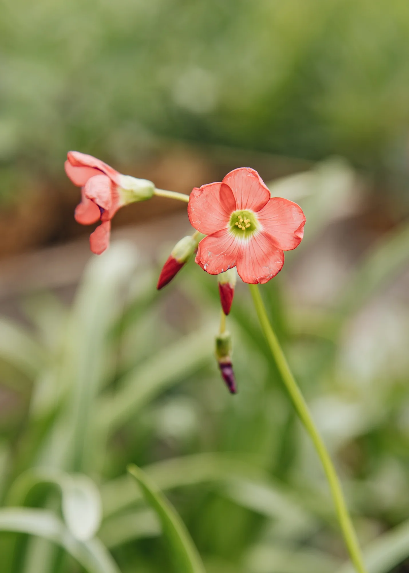 Oxalis deppei ‘Iron Cross’, 1L  - Image 2