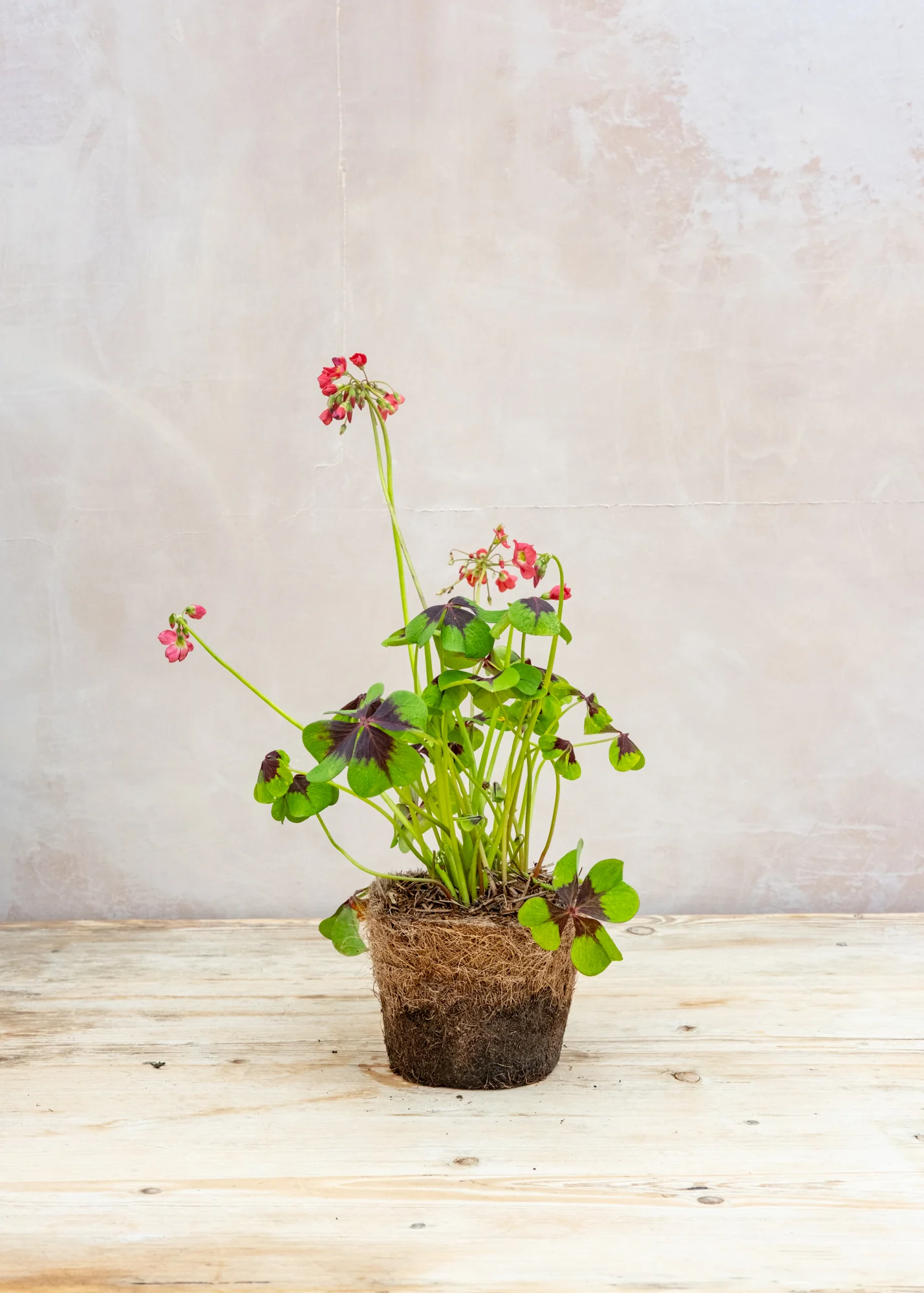 Oxalis deppei ‘Iron Cross’, 1L  - Image 3