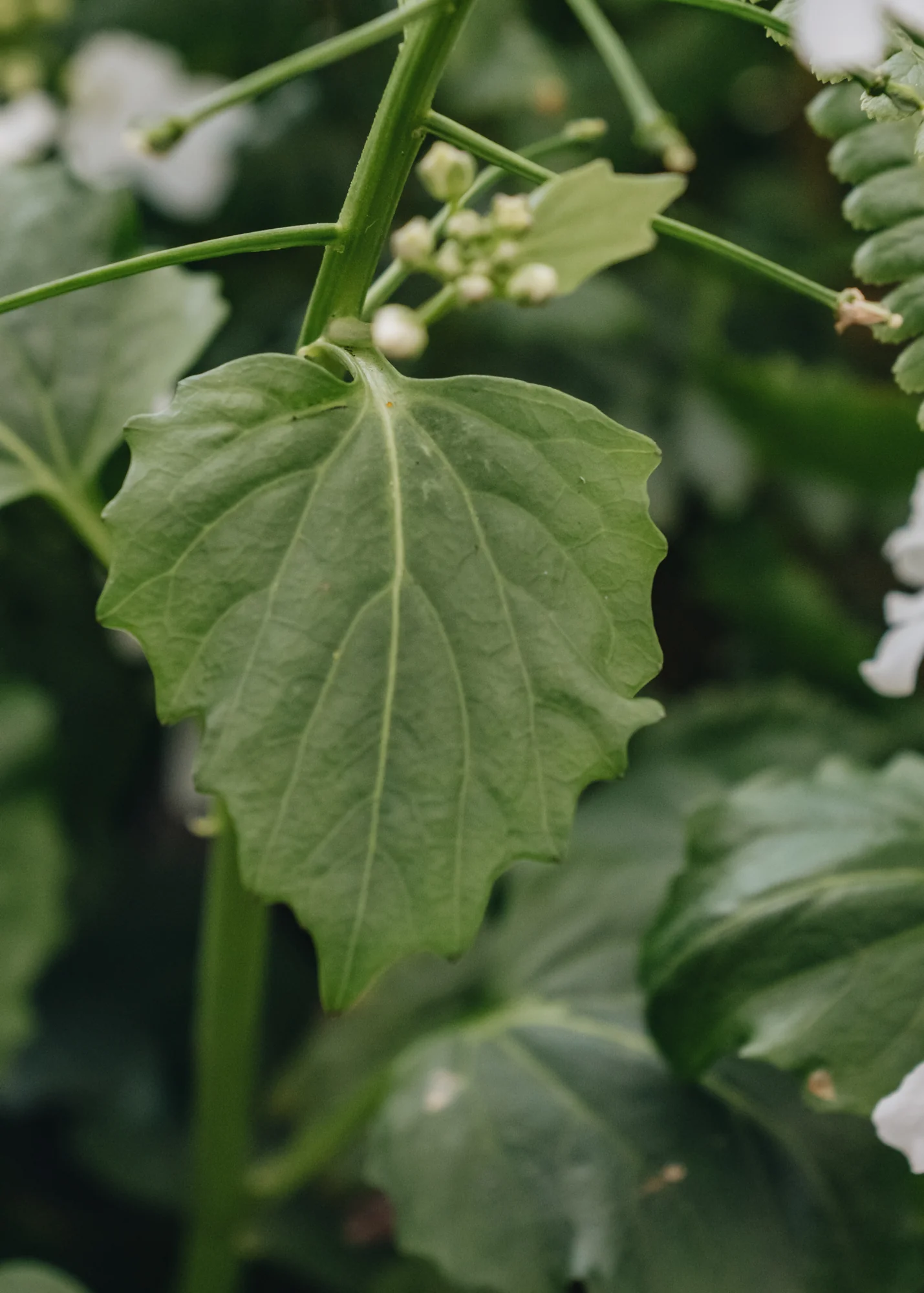 Pachyphragma macrophyllum, 2/3L - Image 2