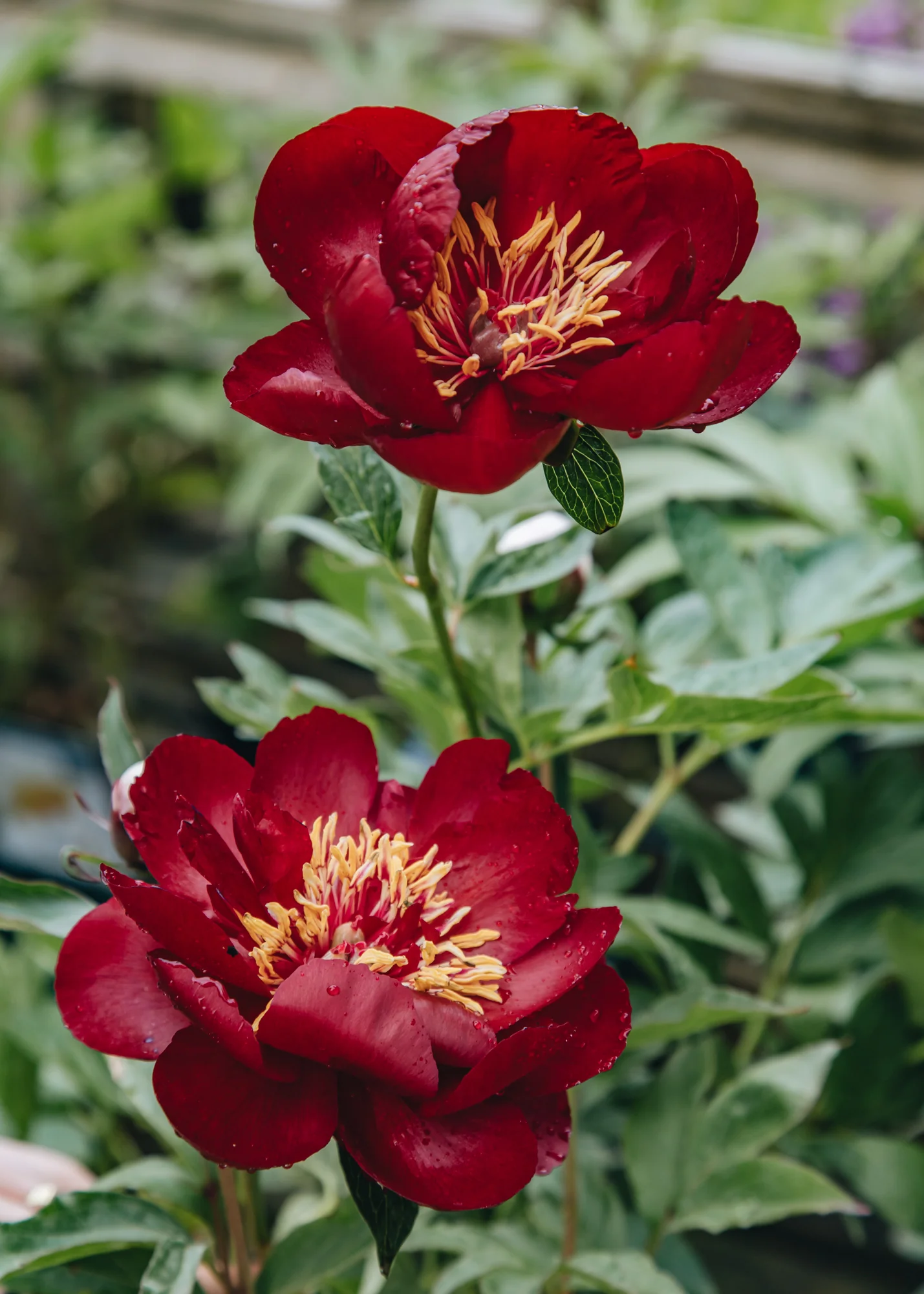 Paeonia 'Buckeye Belle', 3L