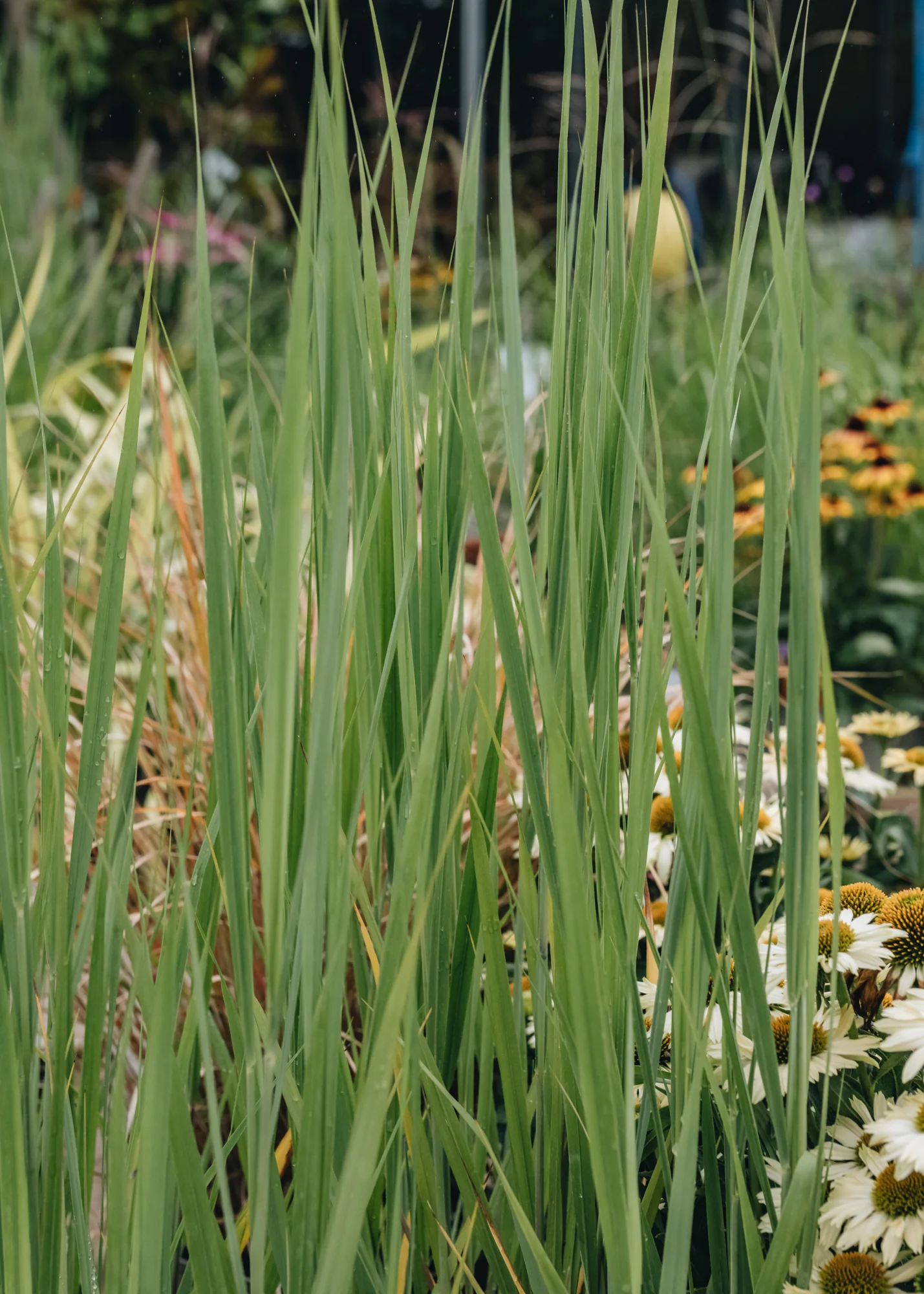 Panicum virgatum 'Northwind', 2/3L