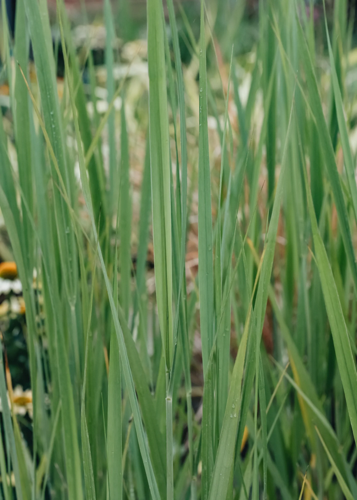 Panicum virgatum 'Northwind', 2/3L - Image 2