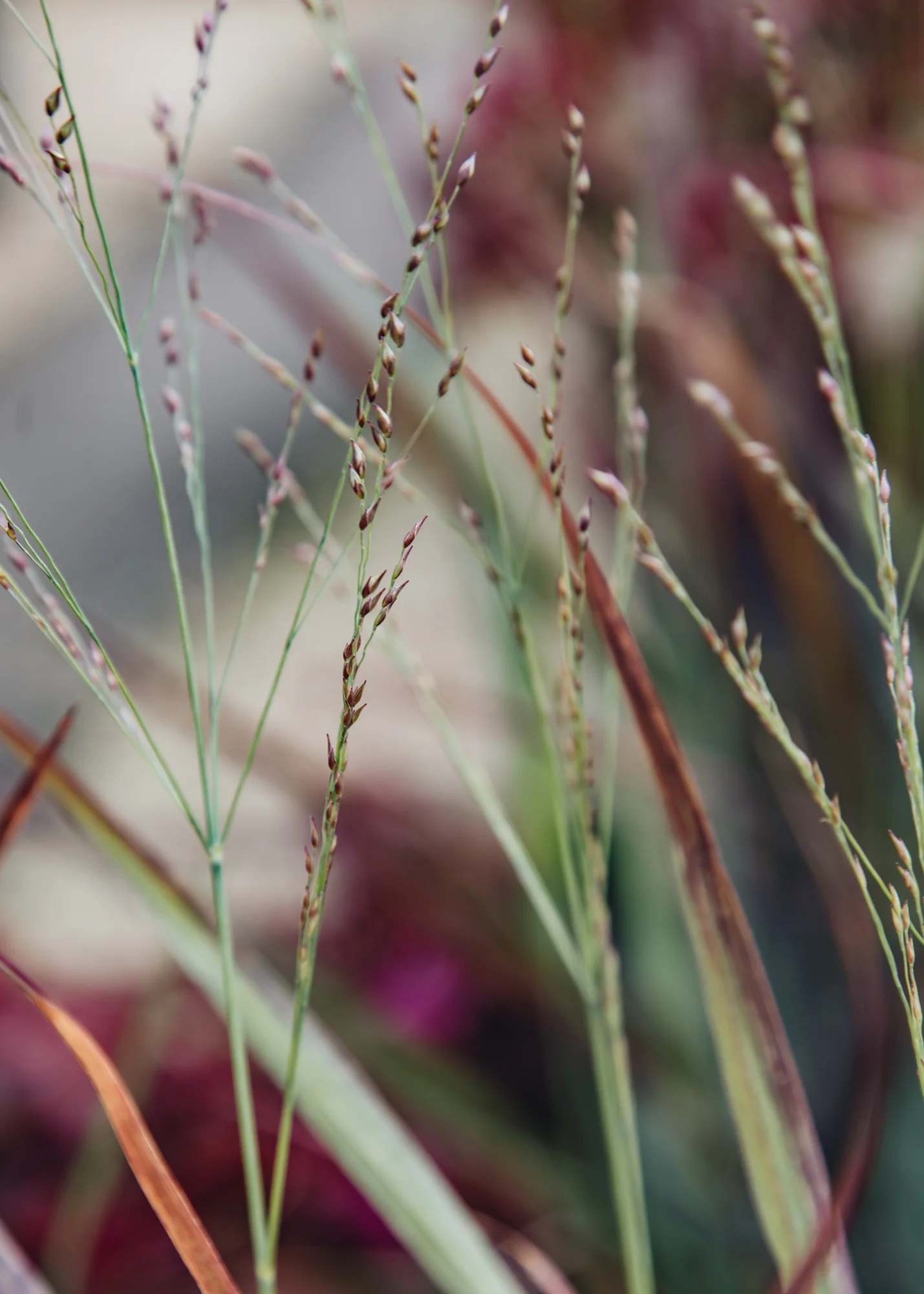 Panicum virgatum 'Hot Rod', 3L