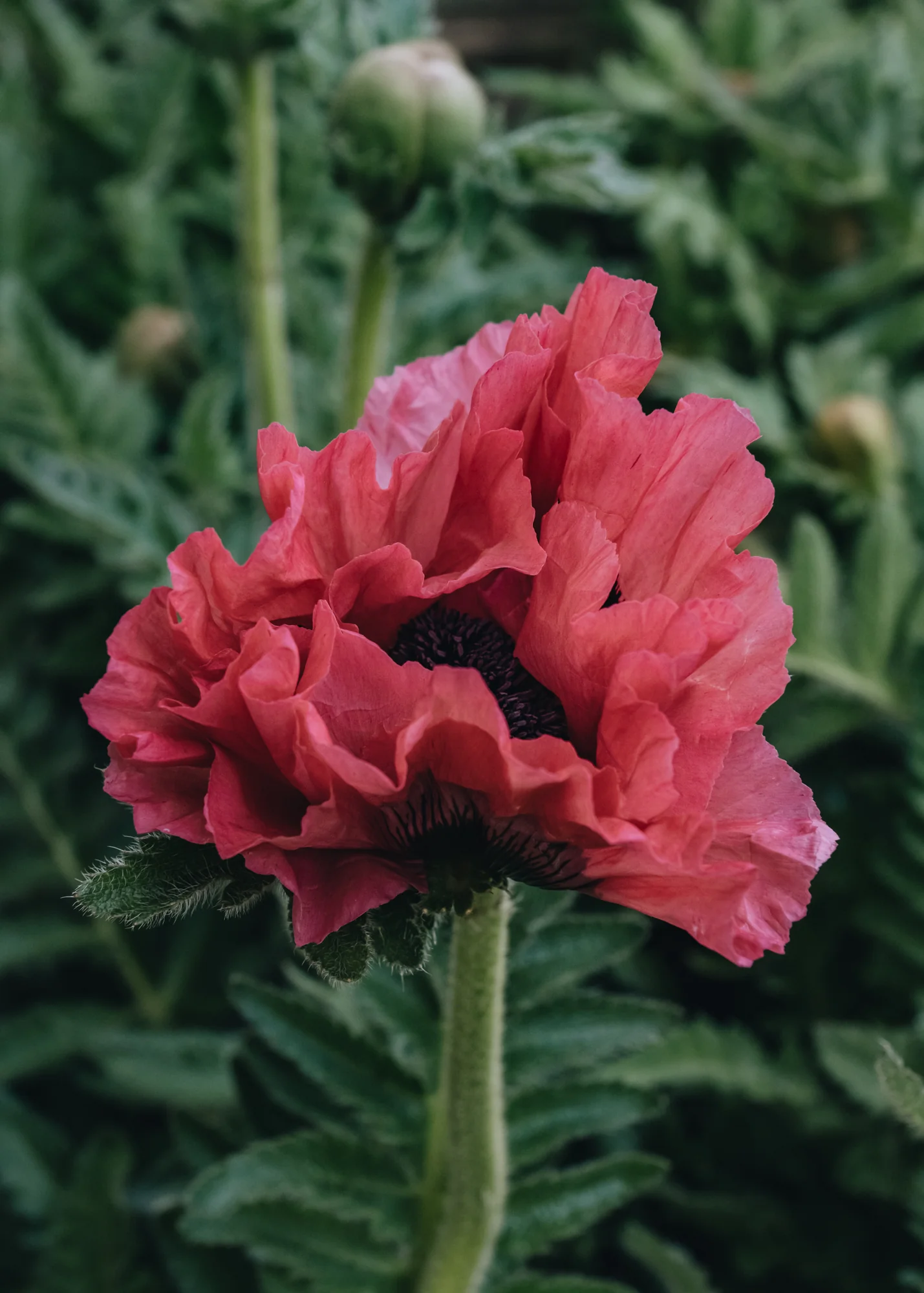 Papaver Orientale 'Pink Perfection', 3L
