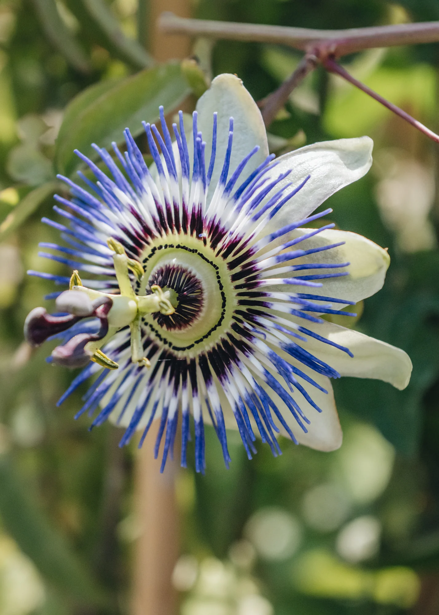 Passiflora caerulea, 3L - Image 2