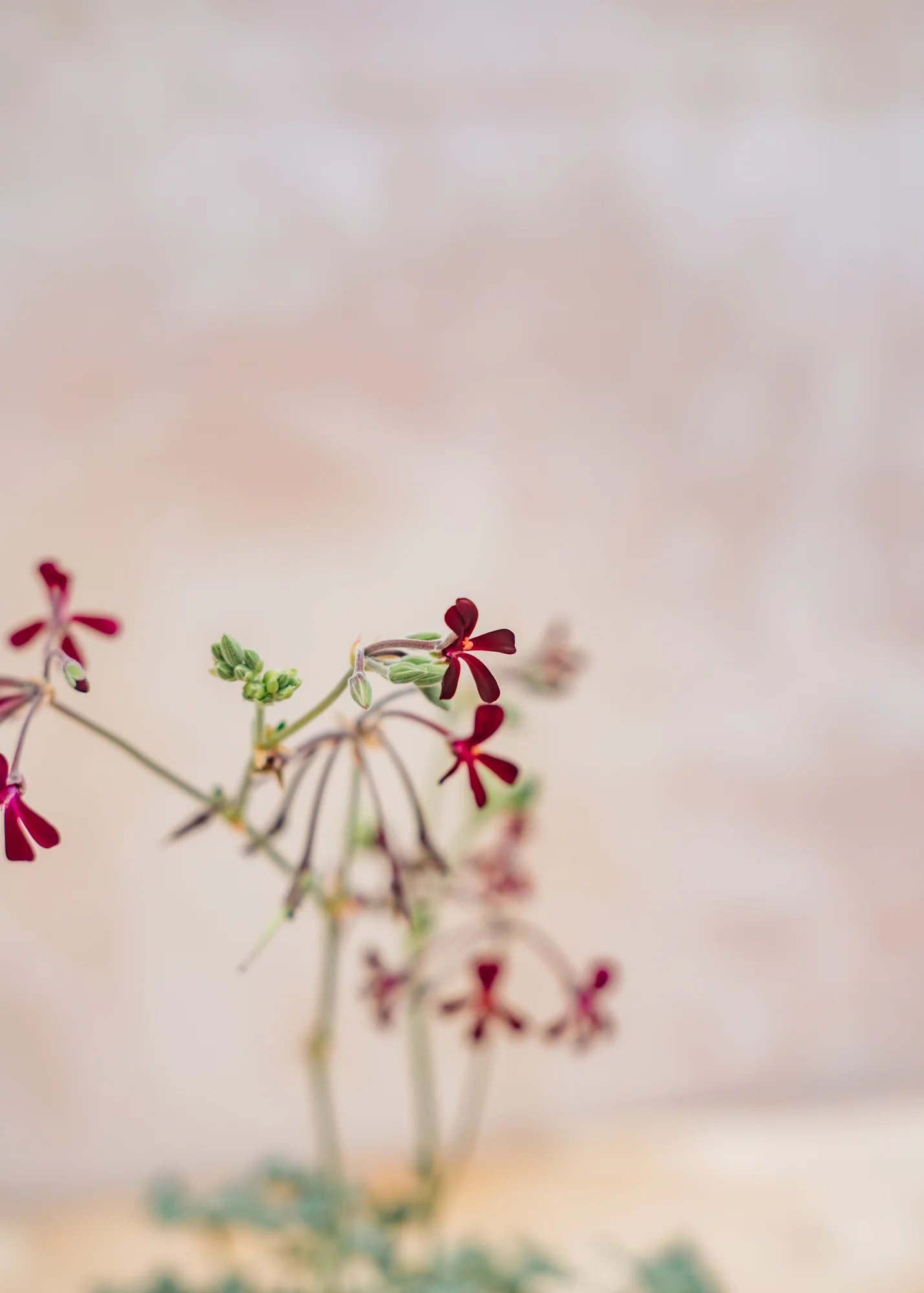 Pelargonium sidoides 'Magenta Form' in Terracotta Pot - Image 2