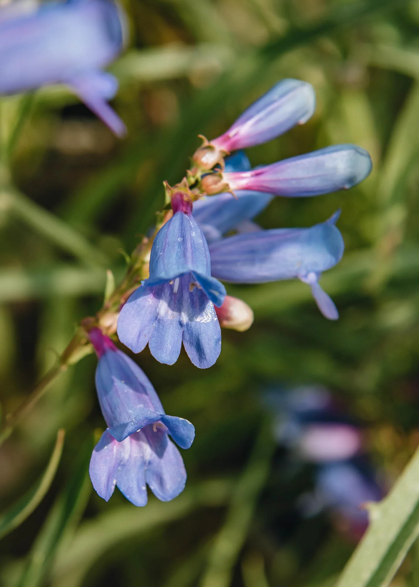 Penstemon heterophyllus 'Electric Blue', 2/3L - Image 2