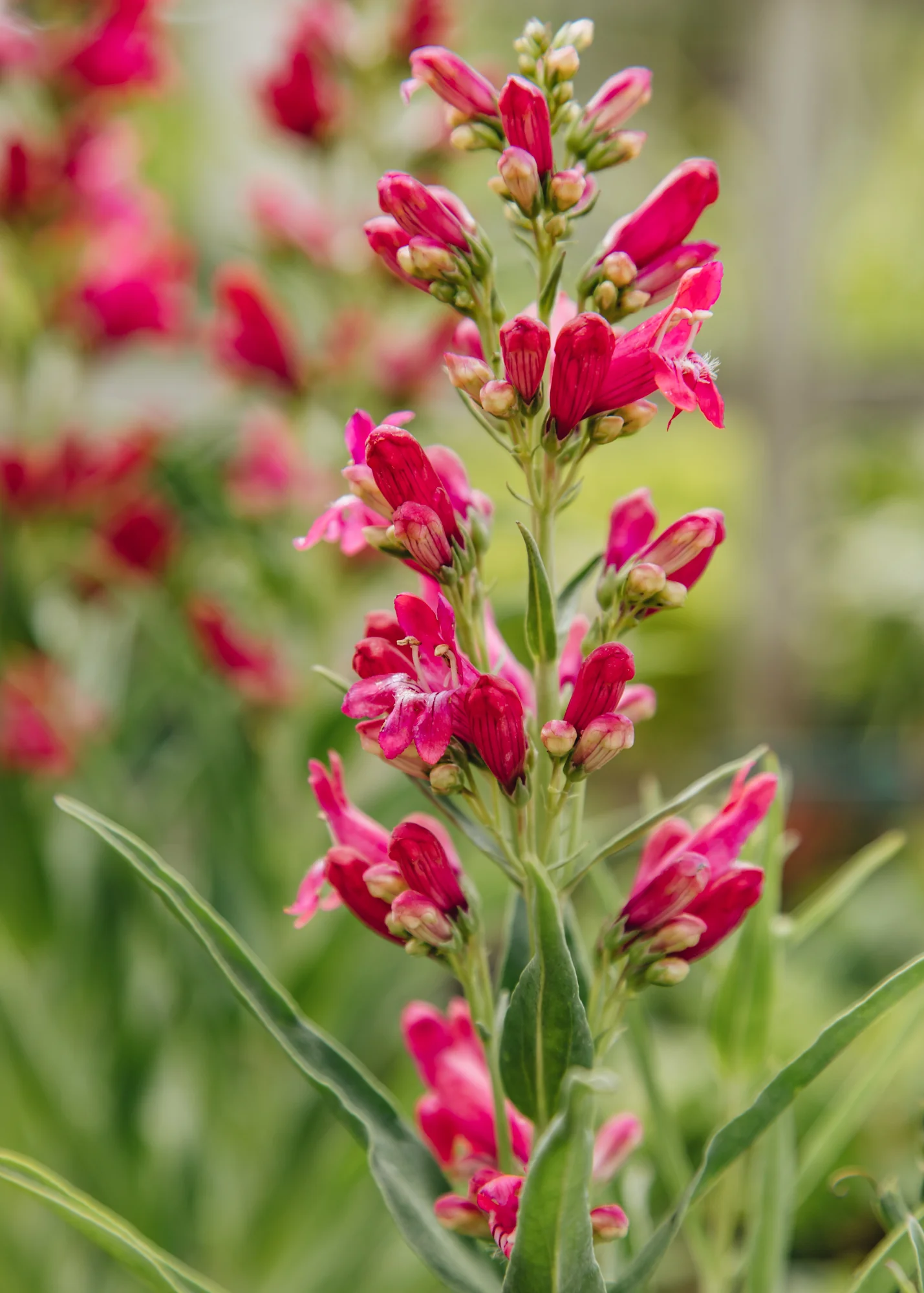 Penstemon ‘Rock Candy Ruby', 2L