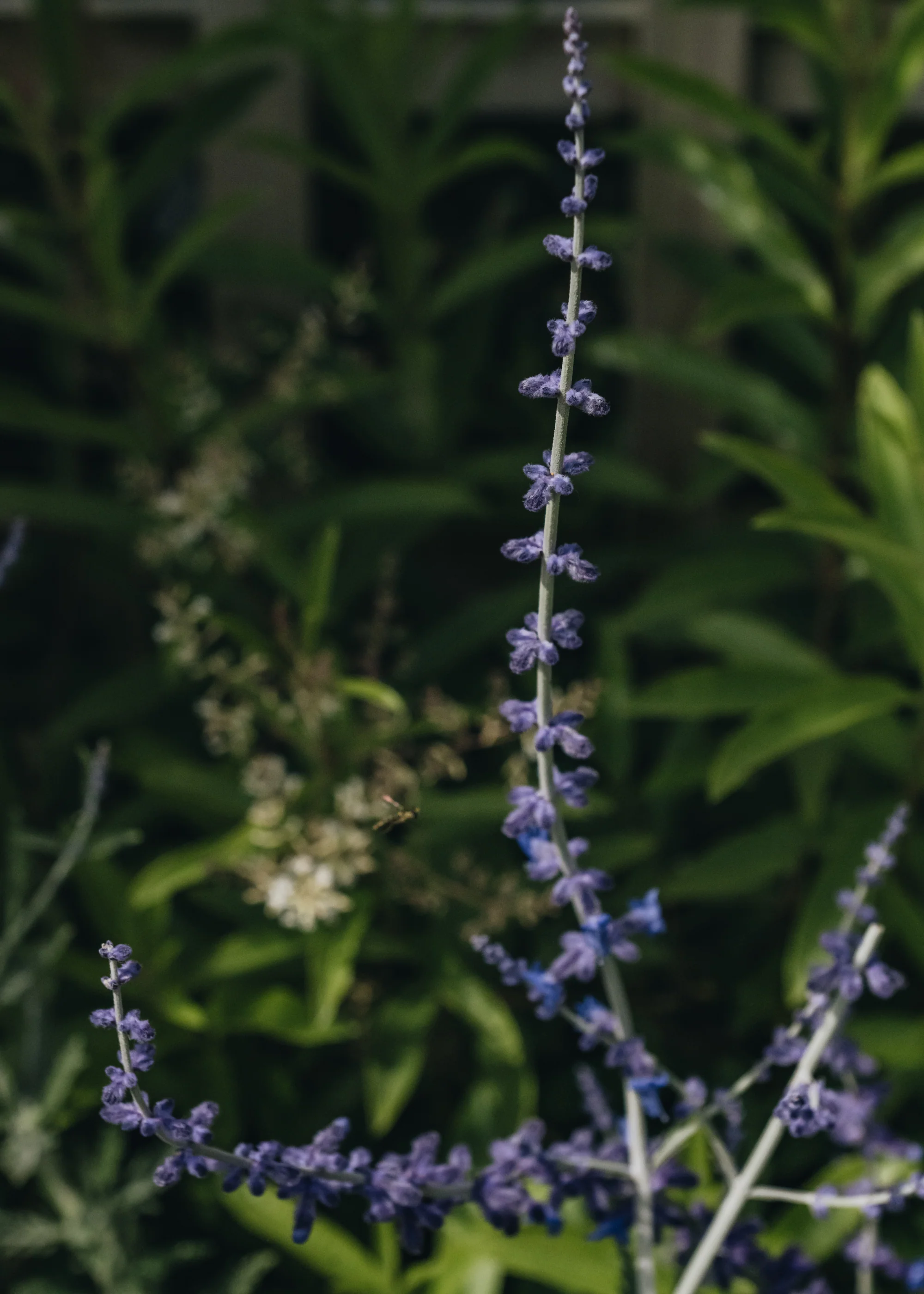 Perovskia Blue Spire AGM, 3L - Image 2