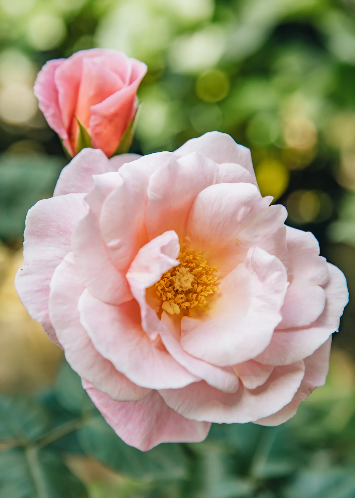 Rosa 'Oxford Physic', 4L 