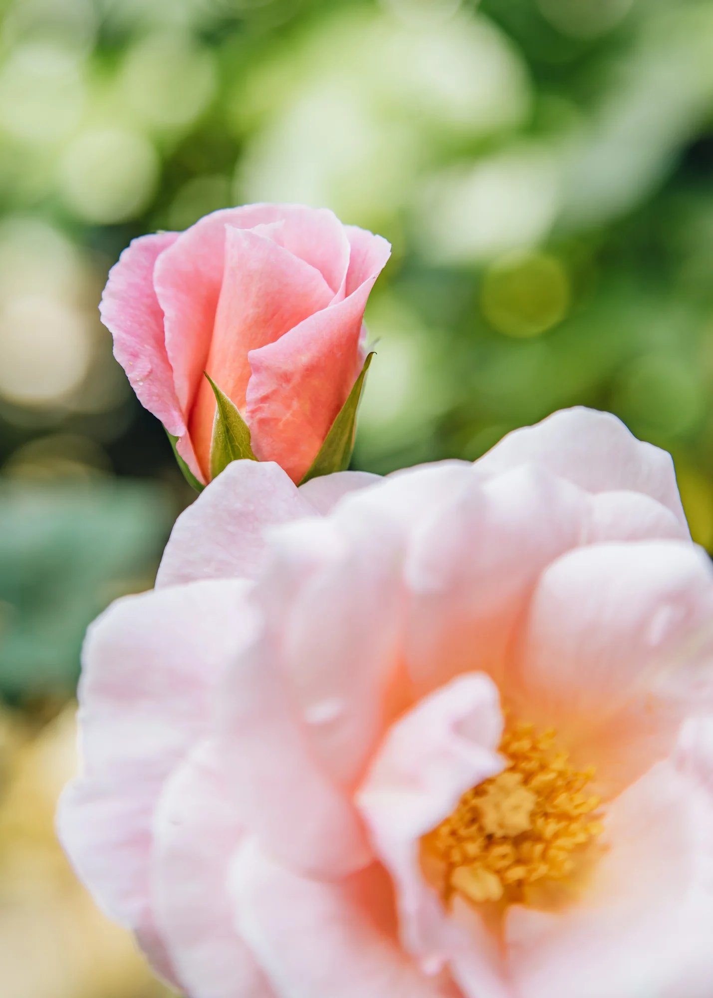Rosa 'Oxford Physic', 4L  - Image 2