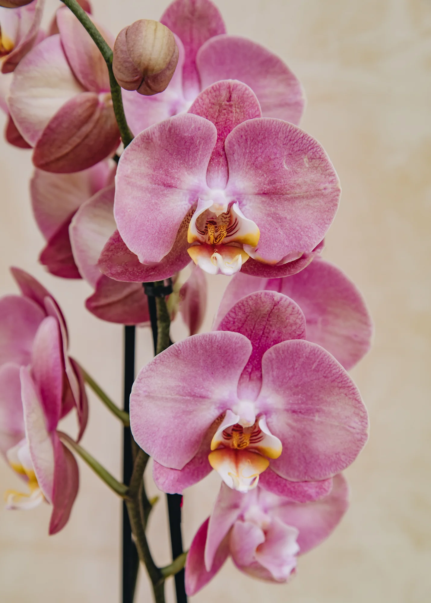 Phalaenopsis Honey Peach in Terracotta Pot - Image 2