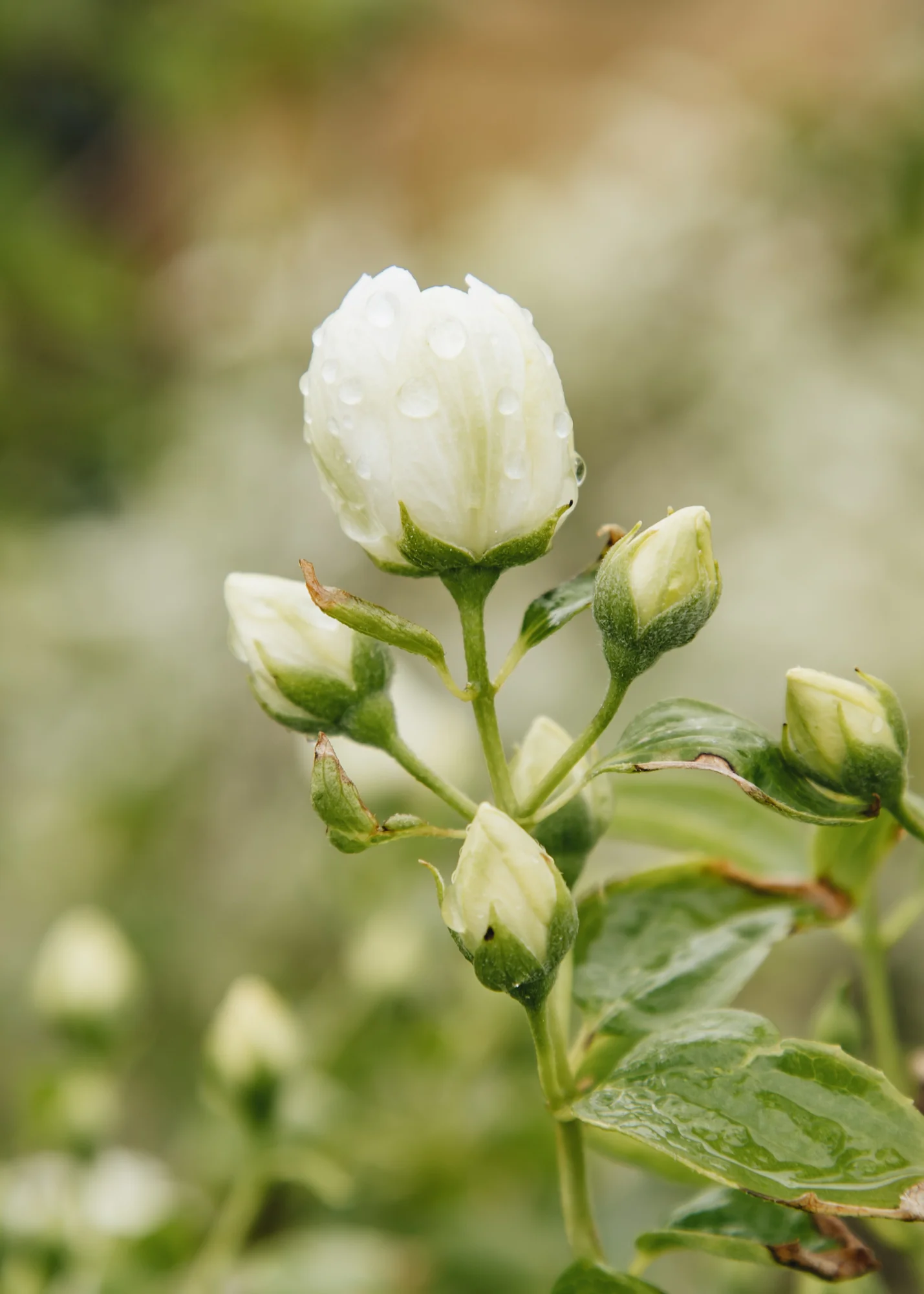 Philadelphus ‘Pearls of Perfume’, 10L - Image 2