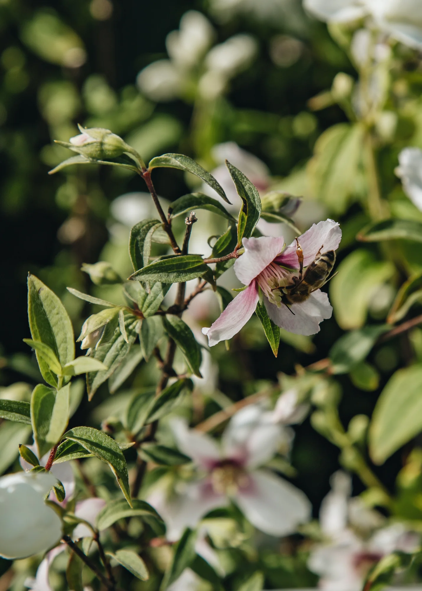 Philadelphus 'Petite Perfume Pink', 3L - Image 2