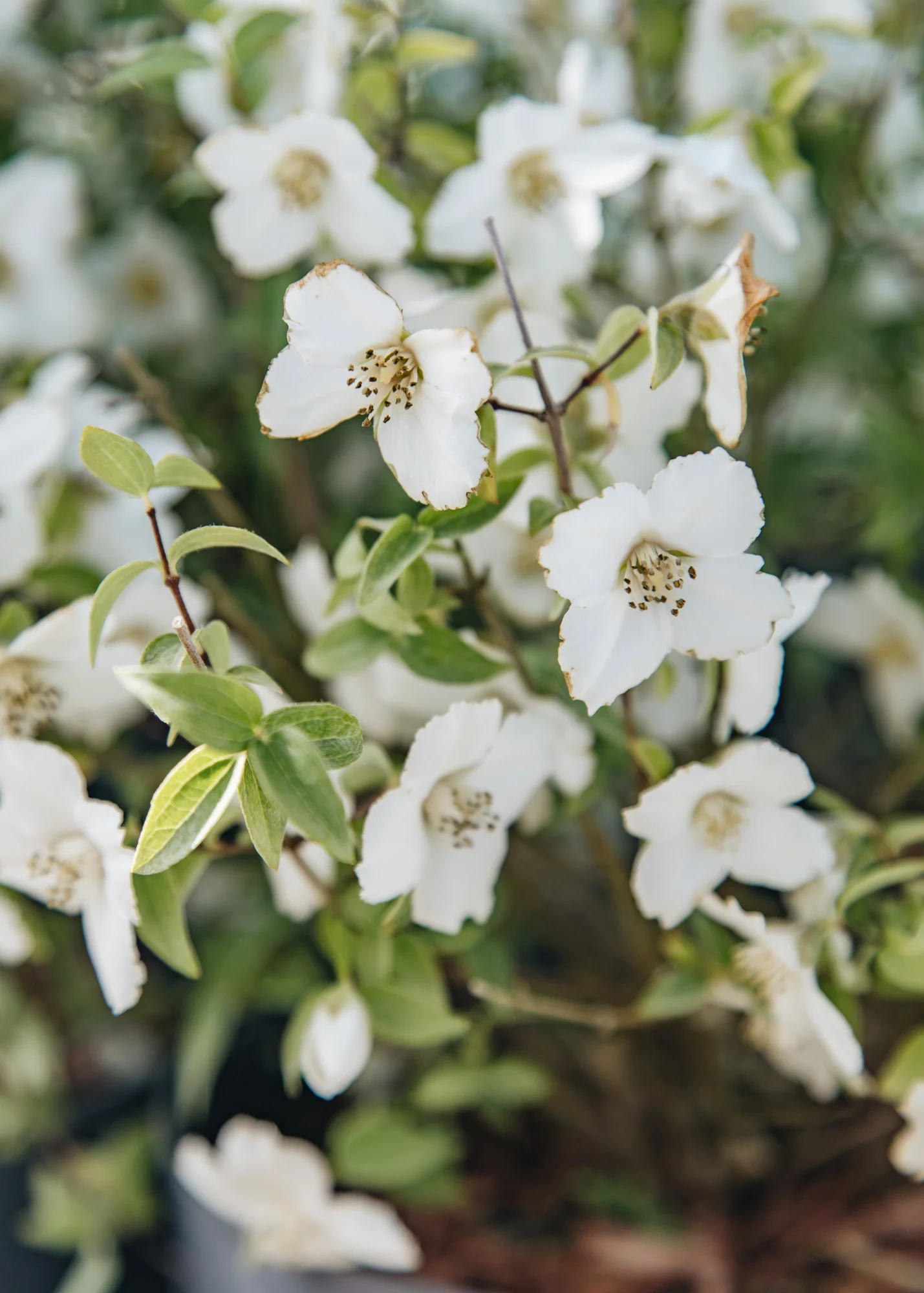 Philadelphus 'Petite Perfume White', 3L 