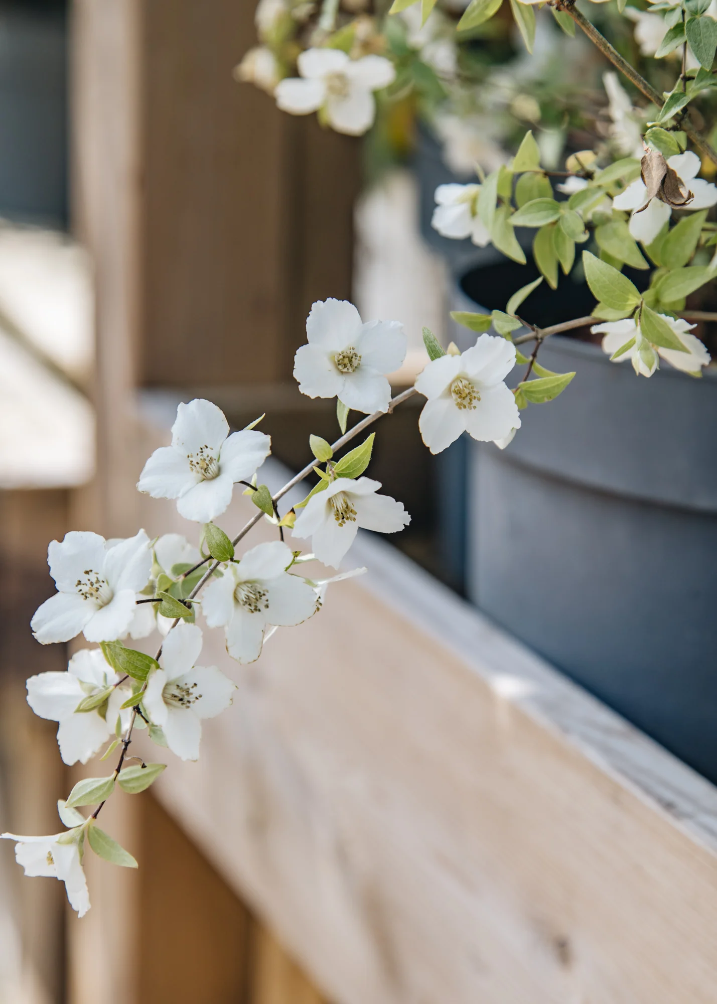 Philadelphus 'Petite Perfume White', 3L  - Image 2