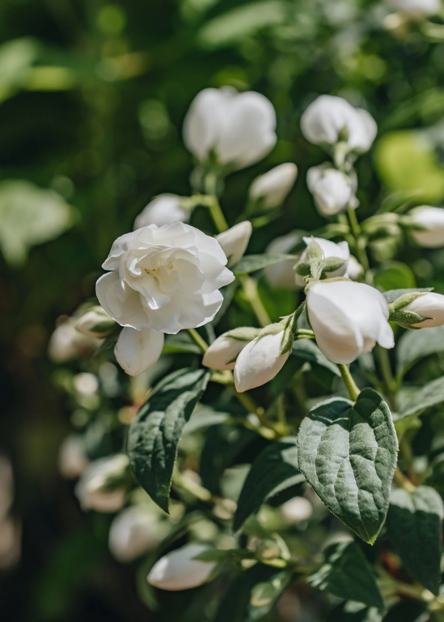 Philadelphus 'Snowbelle', 3L