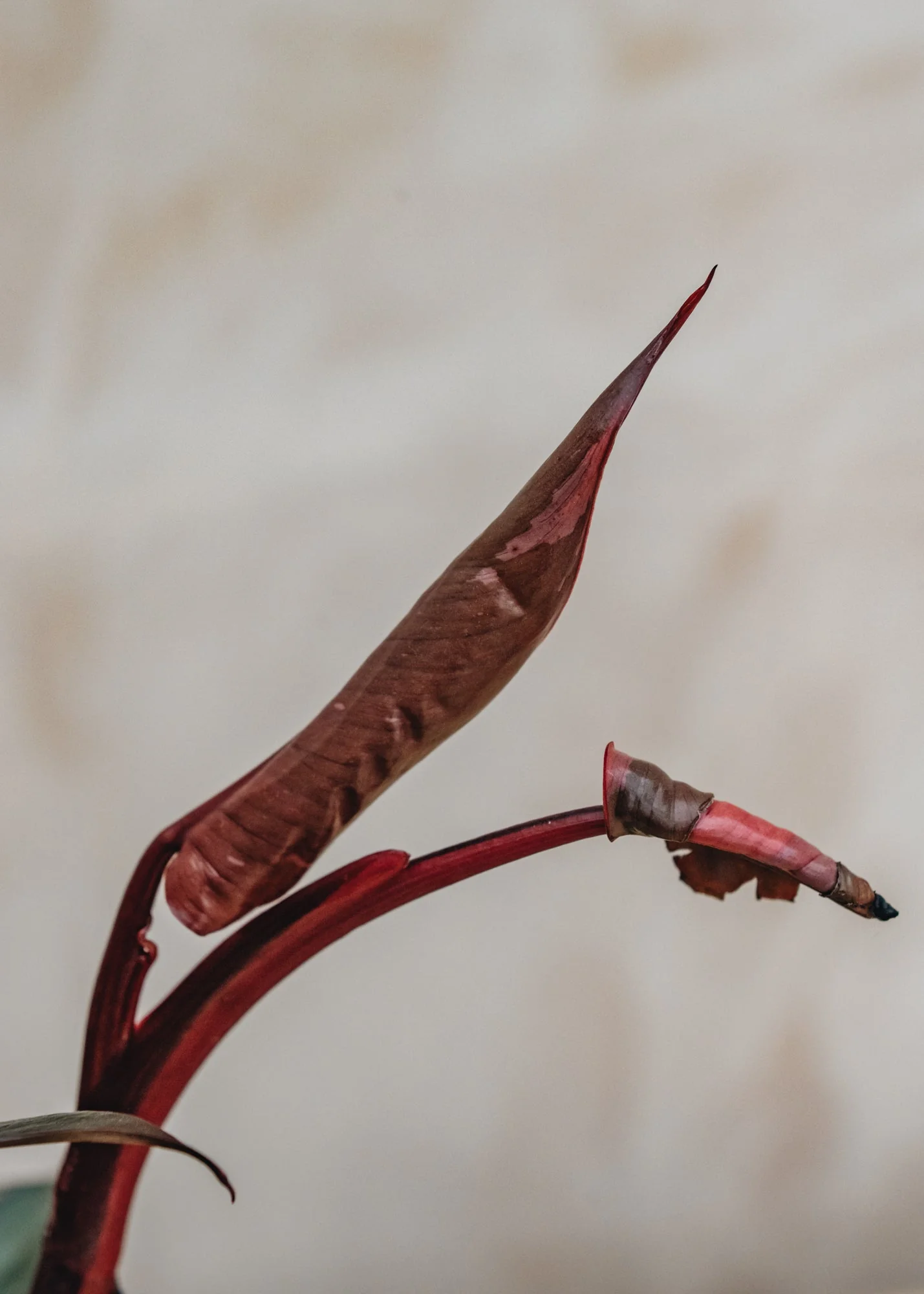 Philodendron erubescens Pink Princess - Image 2