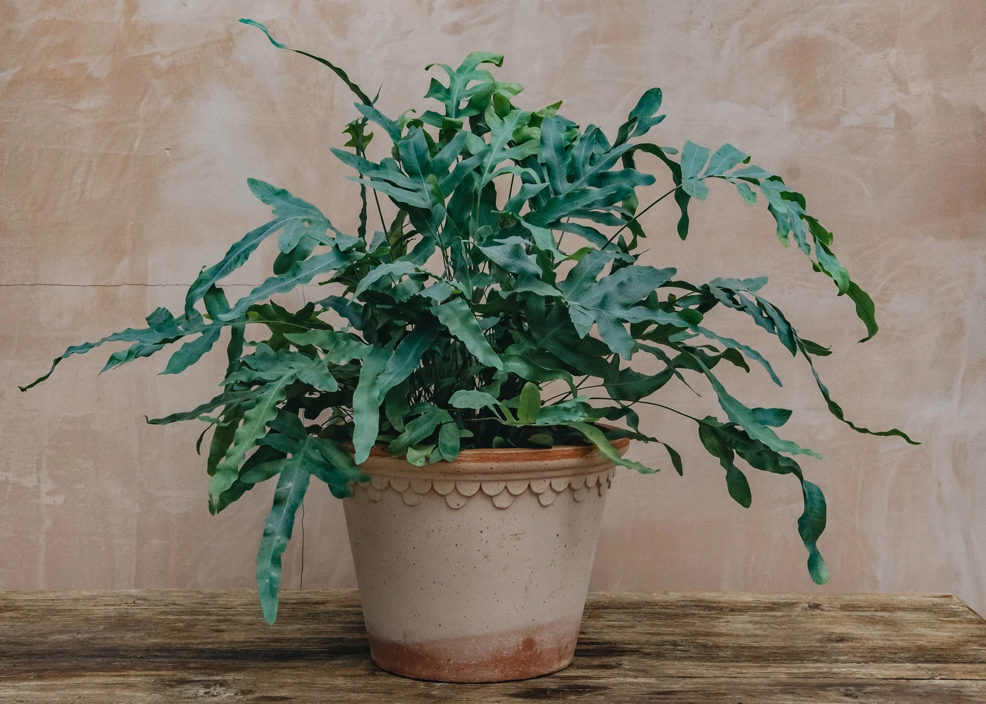 Phlebodium aurem Blue Star